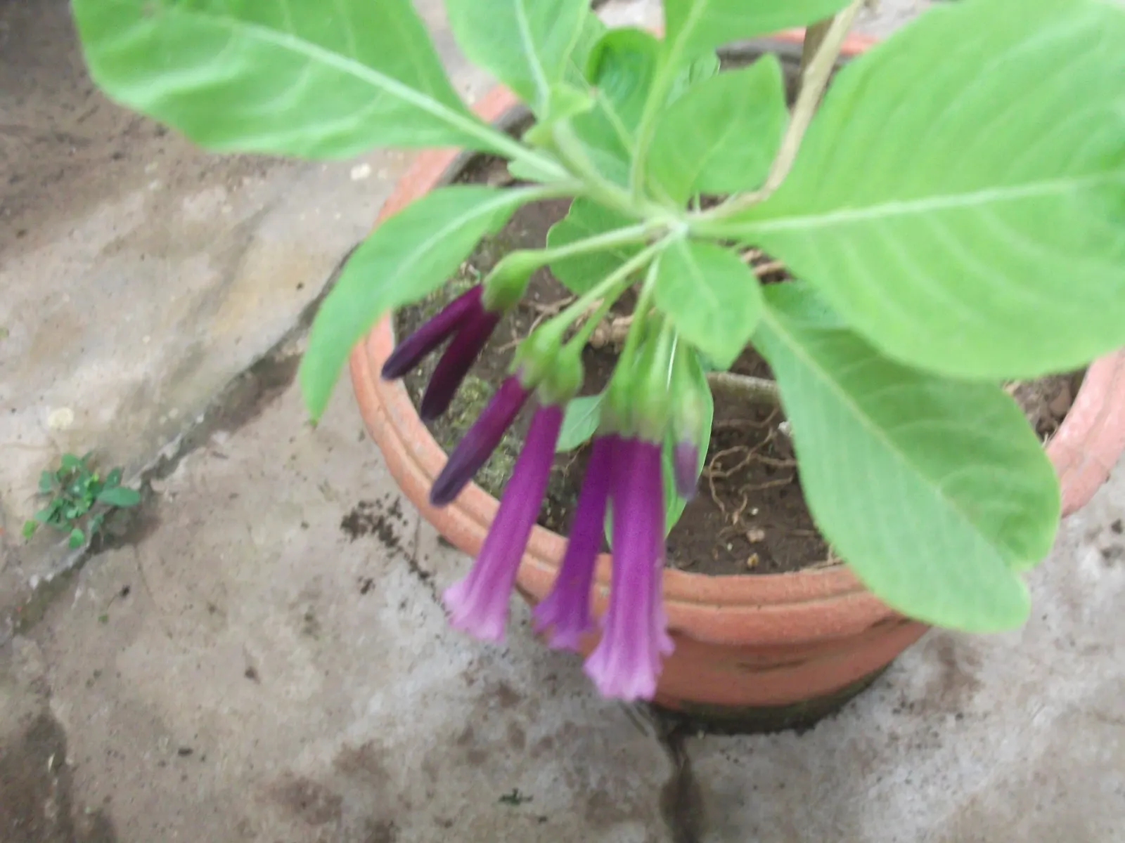 Violet Churcu (Iochroma Cyanea) — Its height and fullness make it suitable for layering with lower-growing perennials