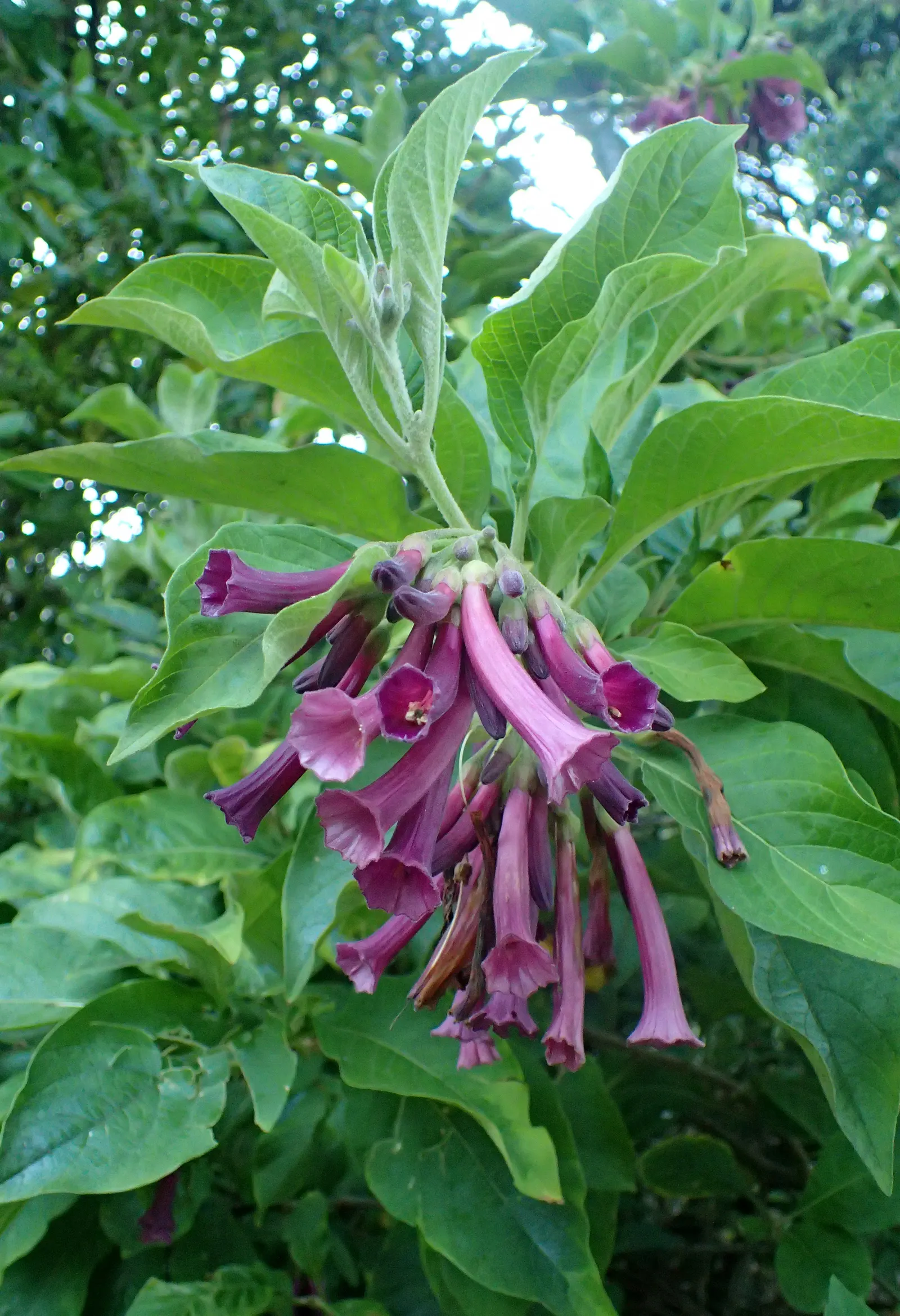 Violet Churcu (Iochroma Cyanea) — it prefers full to partial sun and well-drained soil