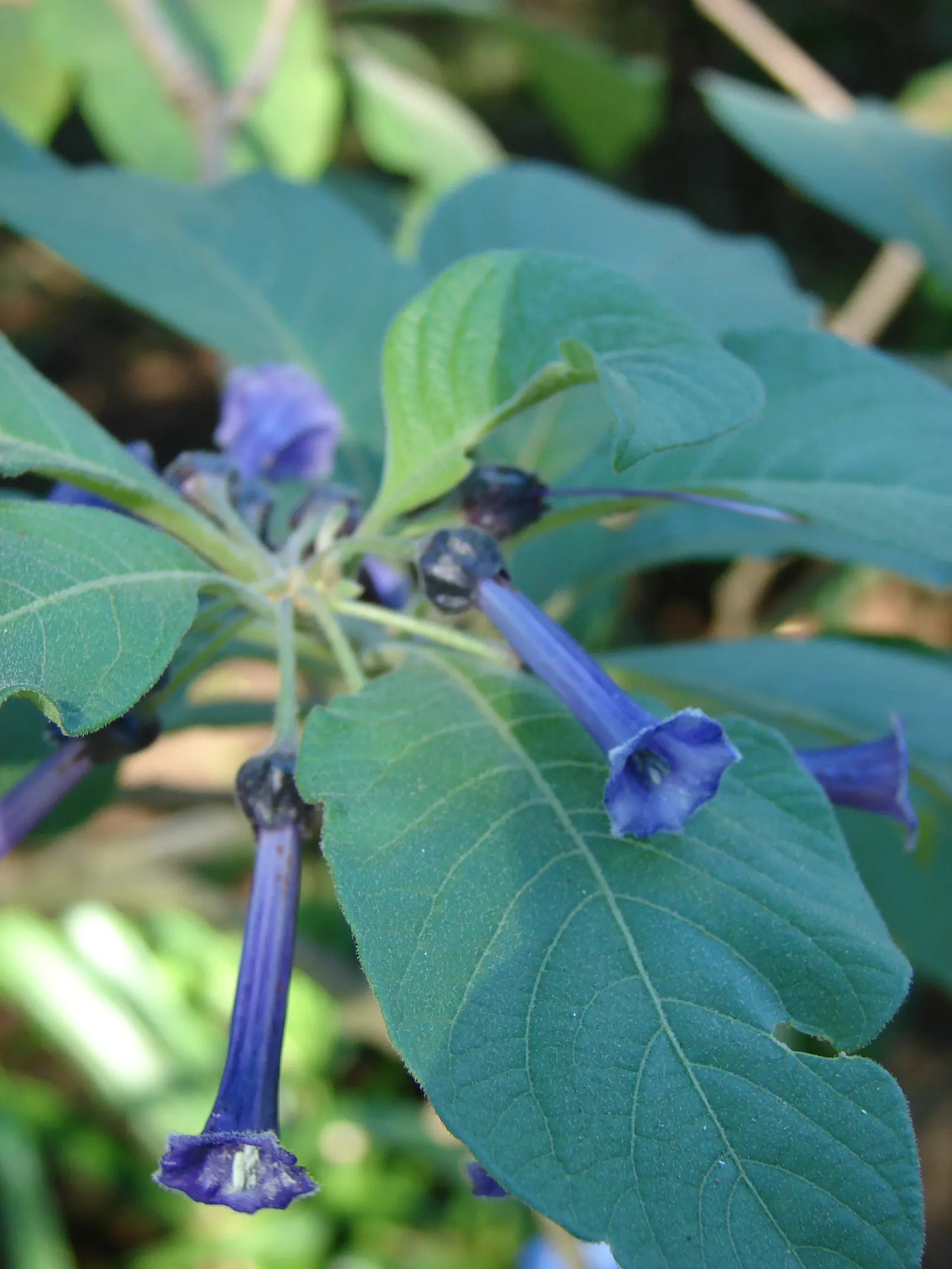 Violet Churcu (Iochroma Cyanea) — perfect for creating a visual screen or an informal flowering hedge