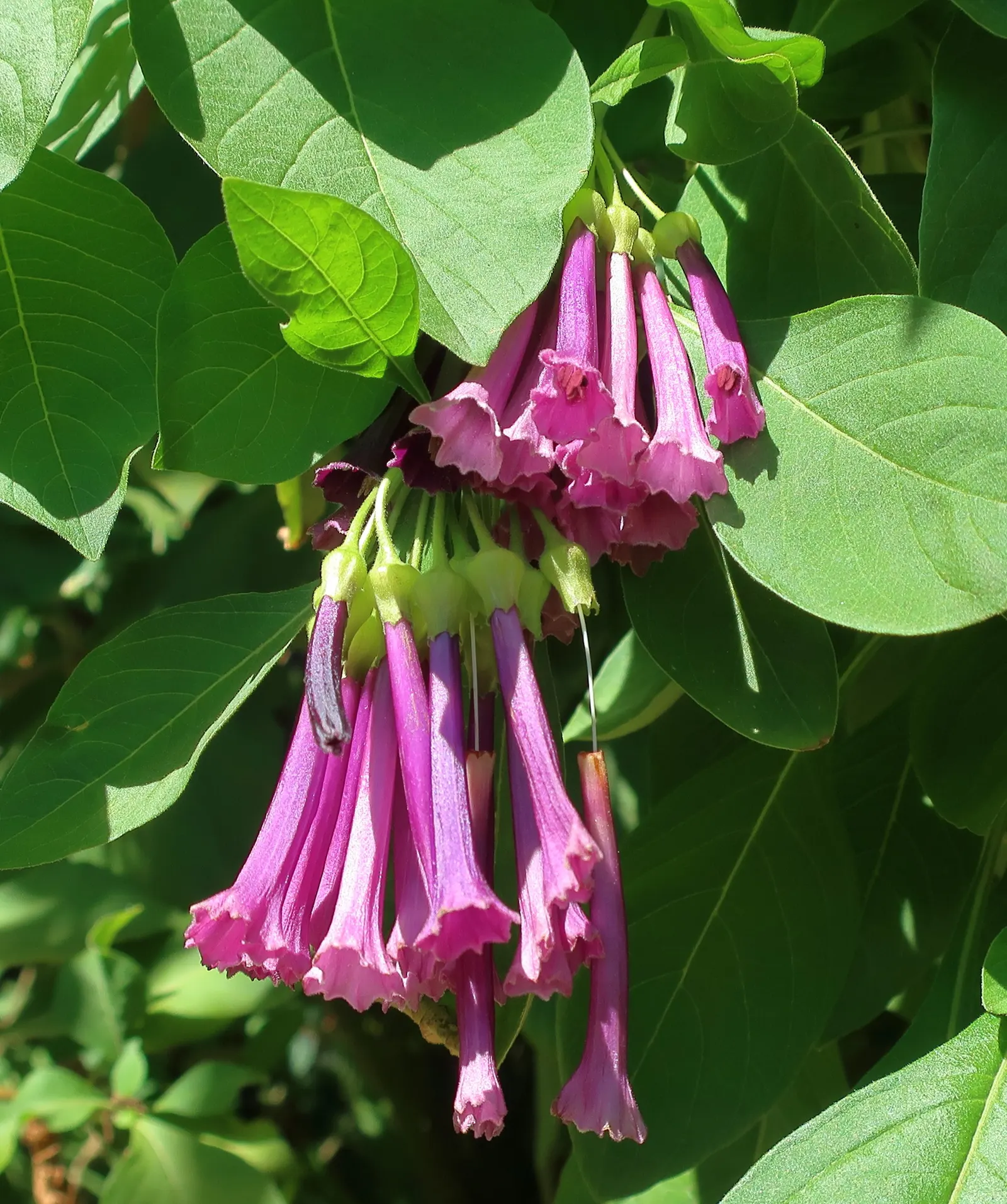 Violet Churcu (Iochroma Cyanea) — Its foliage consists of narrow