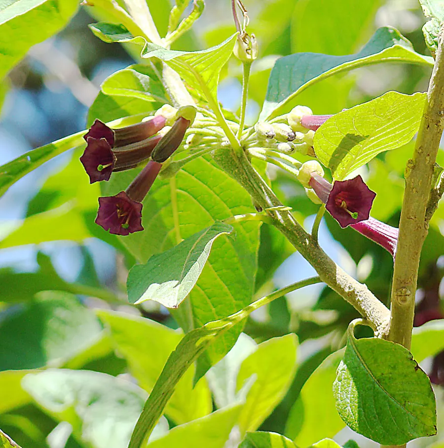 Violet Churcu (Iochroma Cyanea) — Although it is a vigorous grower in USDA zones 9 to 11; its nectar-rich flowers attract hummingbirds, adding dynamic wildlife