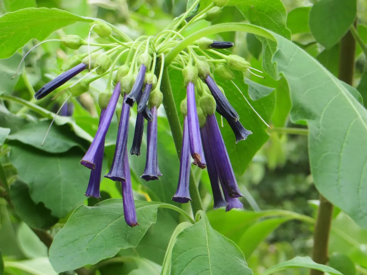 Violet Churcu (Iochroma Cyanea) — Typically reaching 4-10 feet in height with a 3-5 foot spread