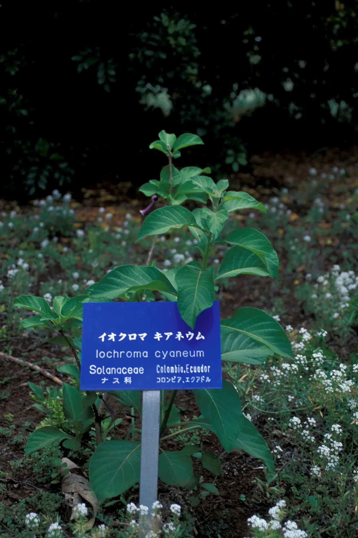 Violet Churcu (Iochroma Cyanea) — with a deep green coloration that serves as an ideal backdrop for the vivid blooms
