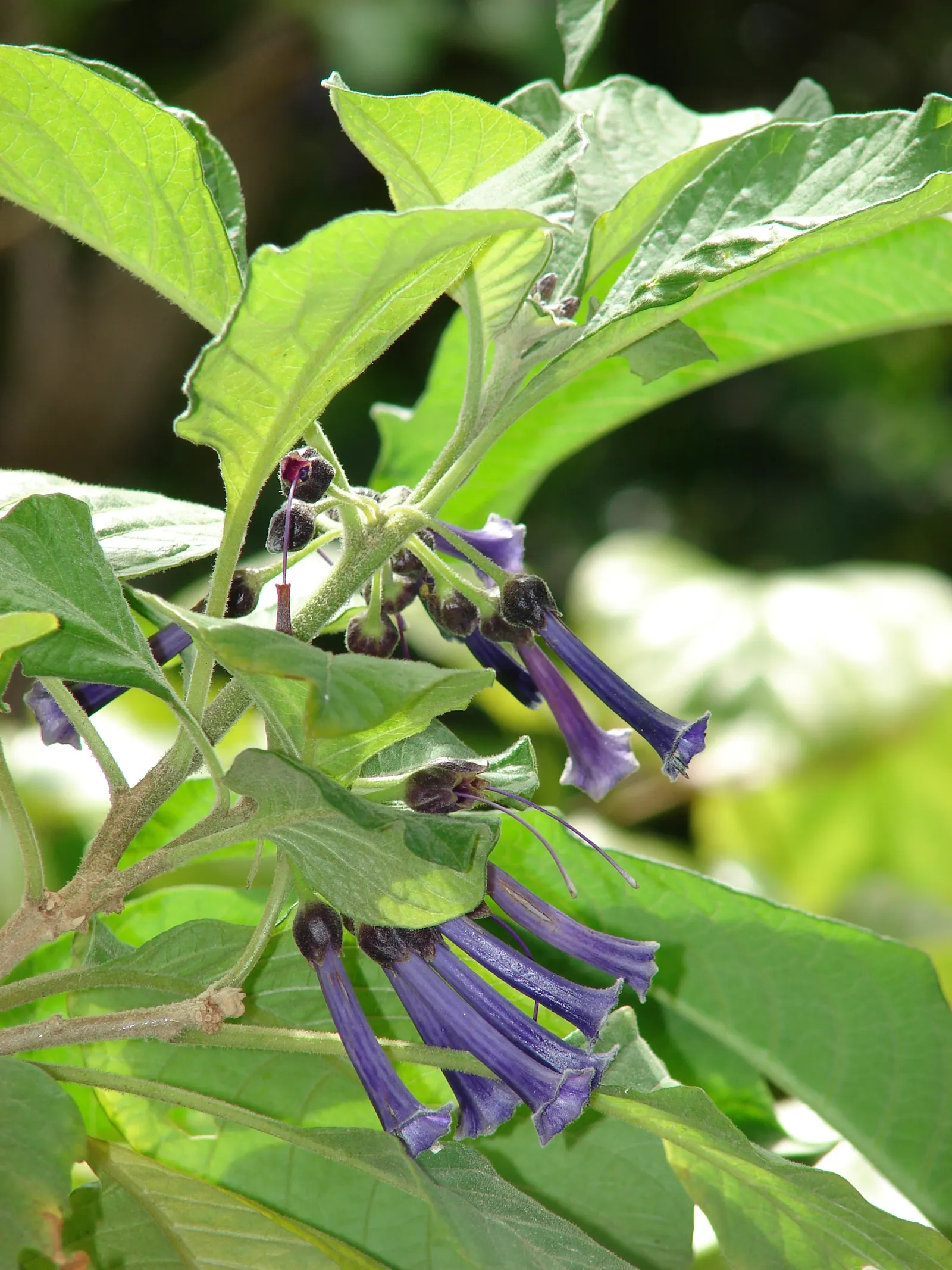 Violet Churcu (Iochroma Cyanea) — it is not frost-tolerant and should be protected or brought indoors in cooler climates