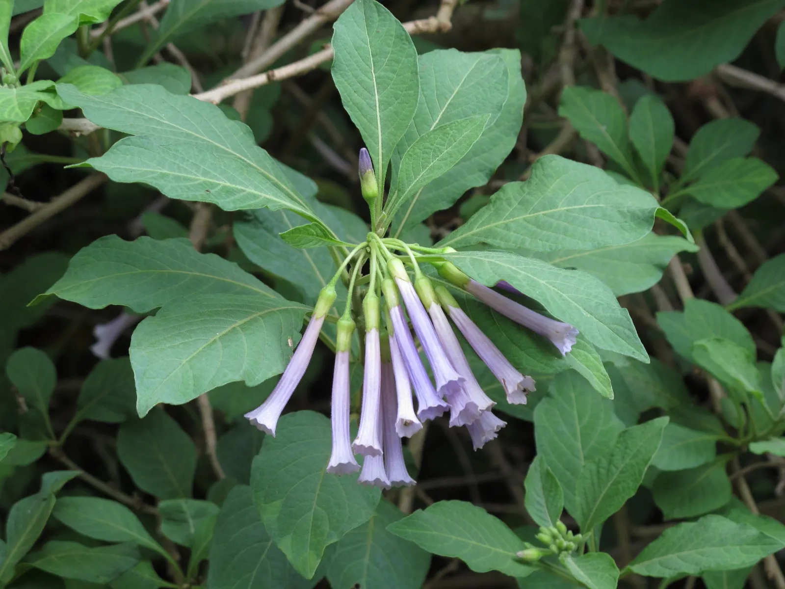 Violet Churcu (Iochroma Cyanea) — Its foliage consists of narrow; elongated leaves and stunning bell-shaped violet blooms that grace its branches from late