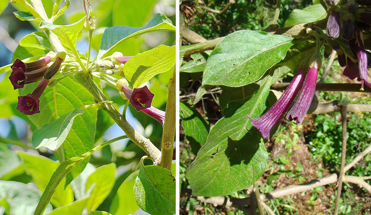 Violet Churcu (Iochroma Cyanea) — the Violet Churcu forms a dense, image 38