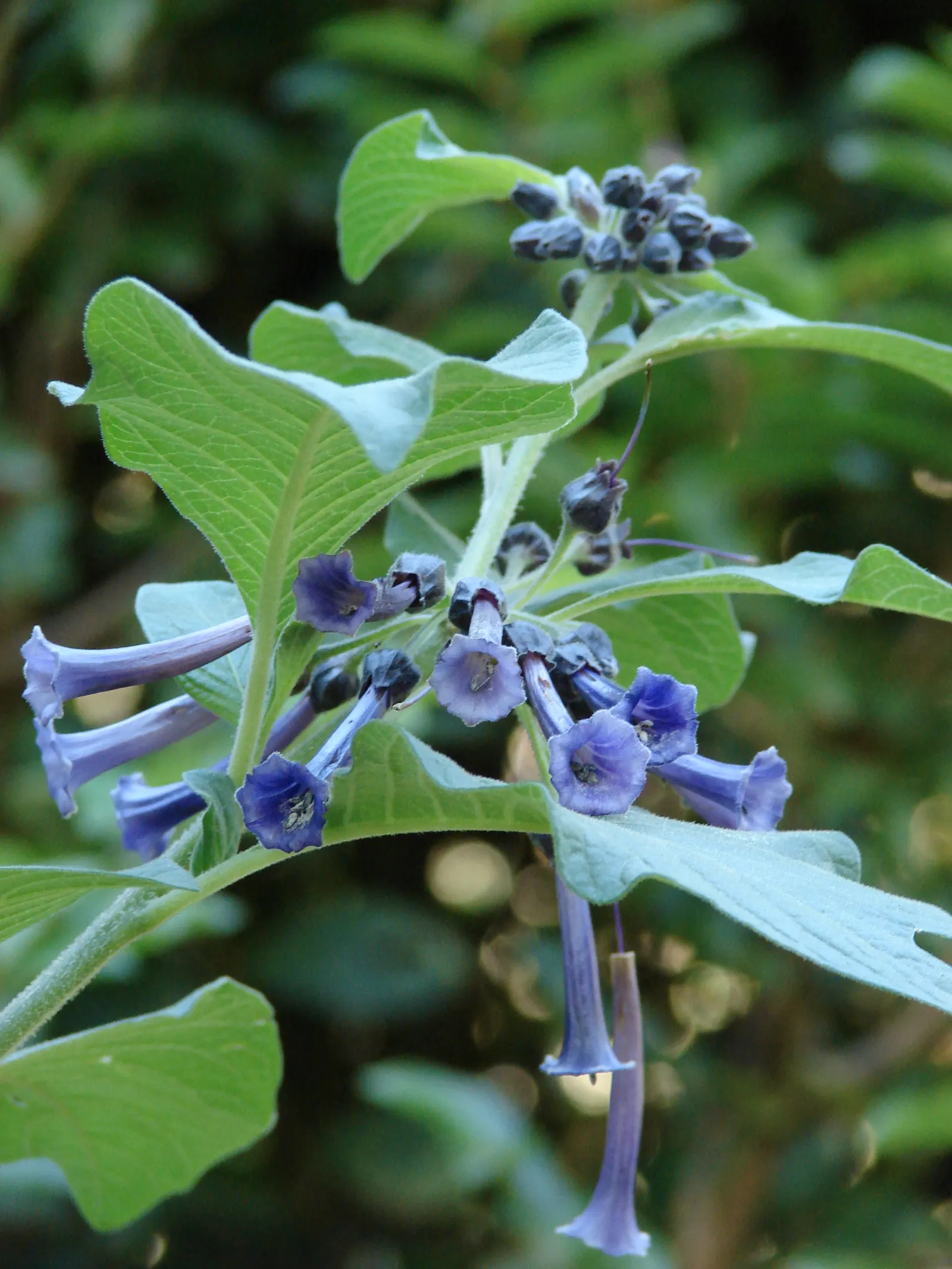 Violet Churcu (Iochroma Cyanea) — For sustained beauty and impact