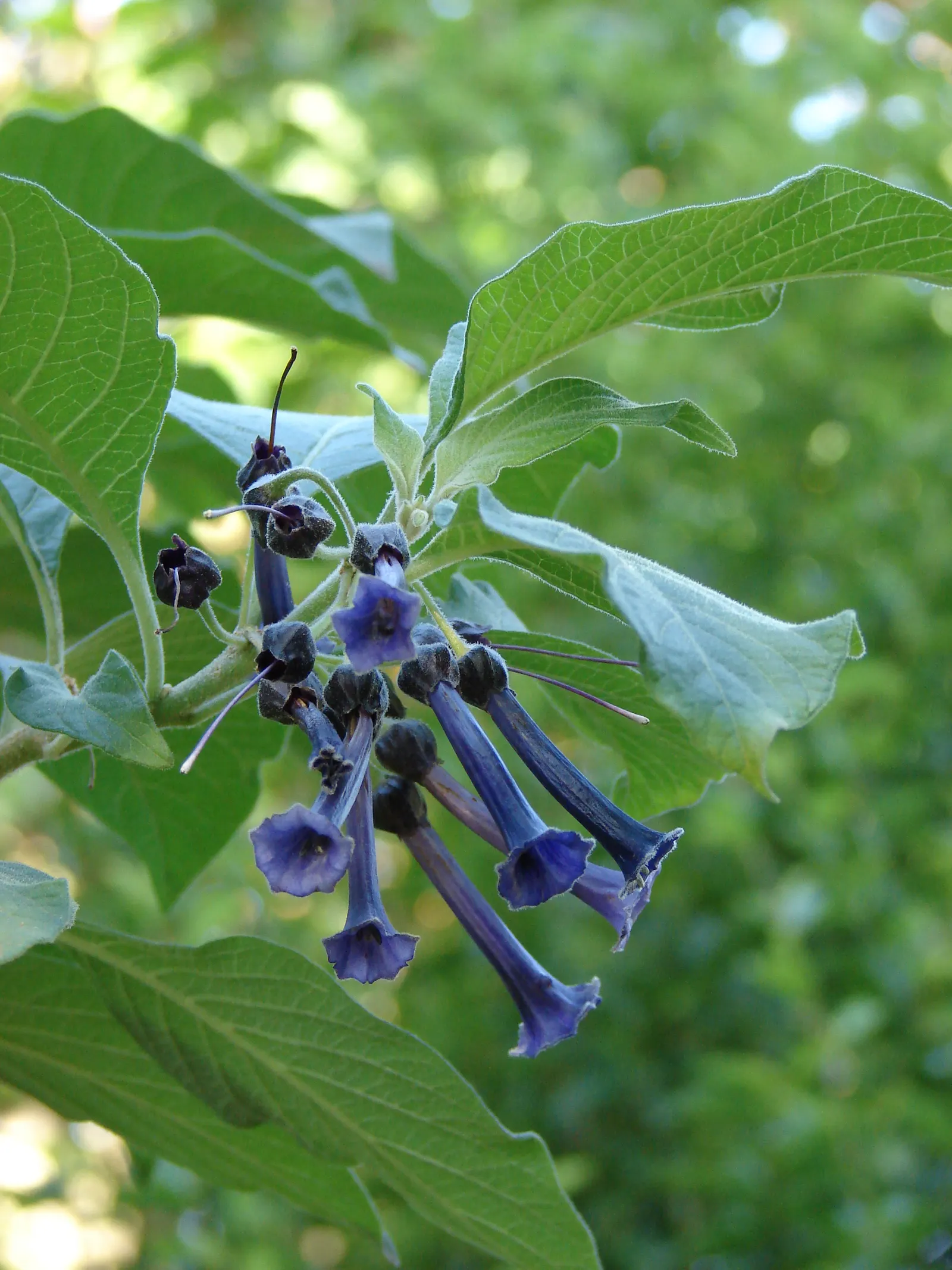 Violet Churcu (Iochroma Cyanea) — Iochroma cyanea, commonly known as Violet Churcu, is a tropical shrub thriving in USDA zones 9-11