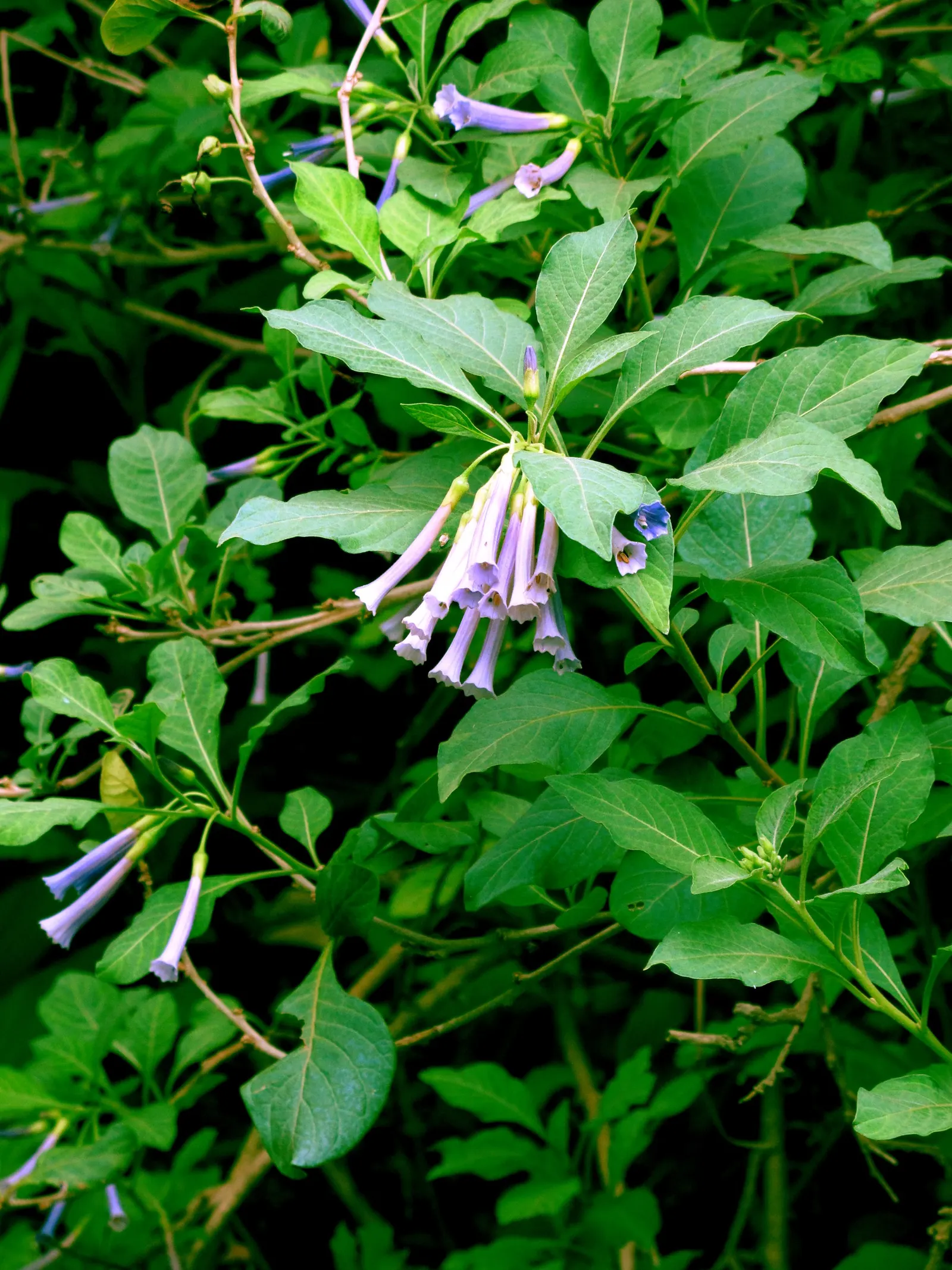 Violet Churcu (Iochroma Cyanea) — Its nectar-rich flowers attract hummingbirds, adding dynamic wildlife interest to the landscape