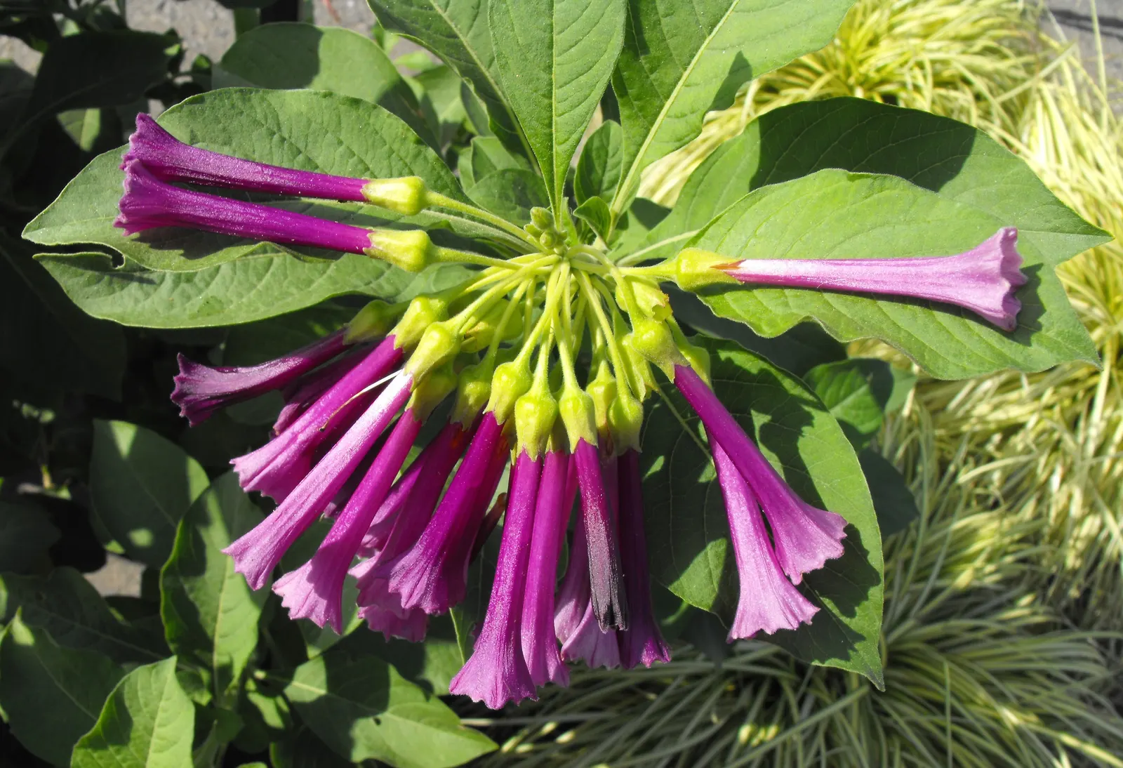 Violet Churcu (Iochroma Cyanea) — indigenous to the forests of South America; stands out with its striking tubular flowers