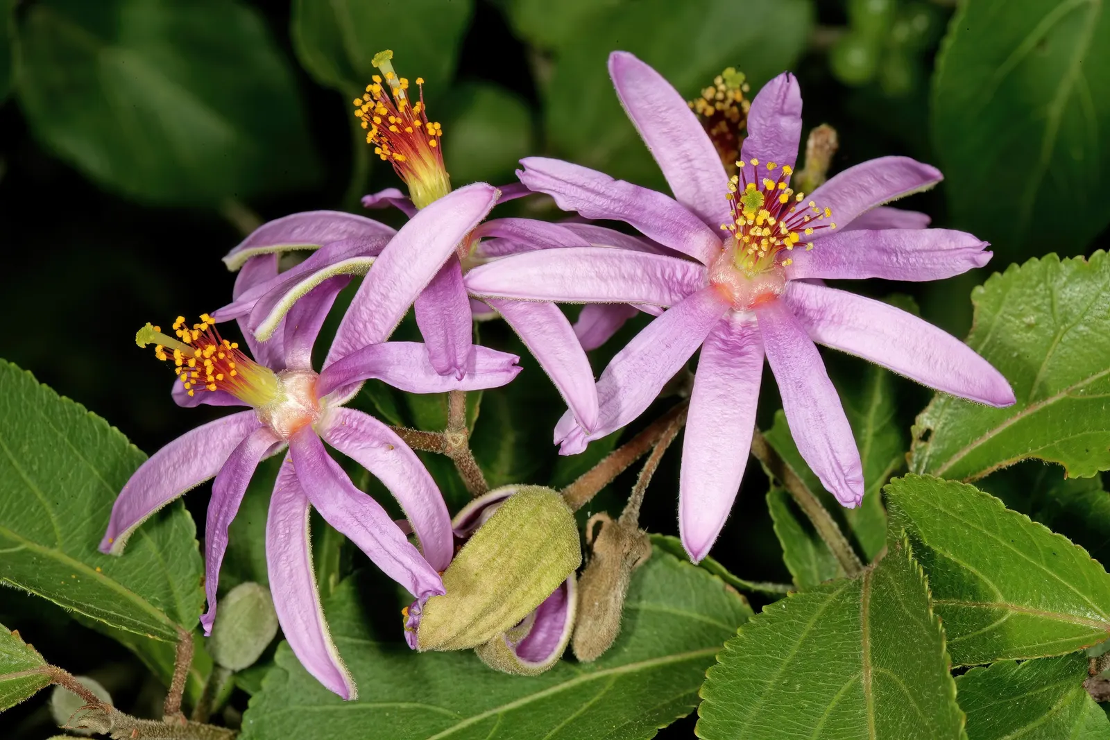 Lavender Starflower (Grewia Occidentalis) — which measure about 1 to 2 inches long, image 38