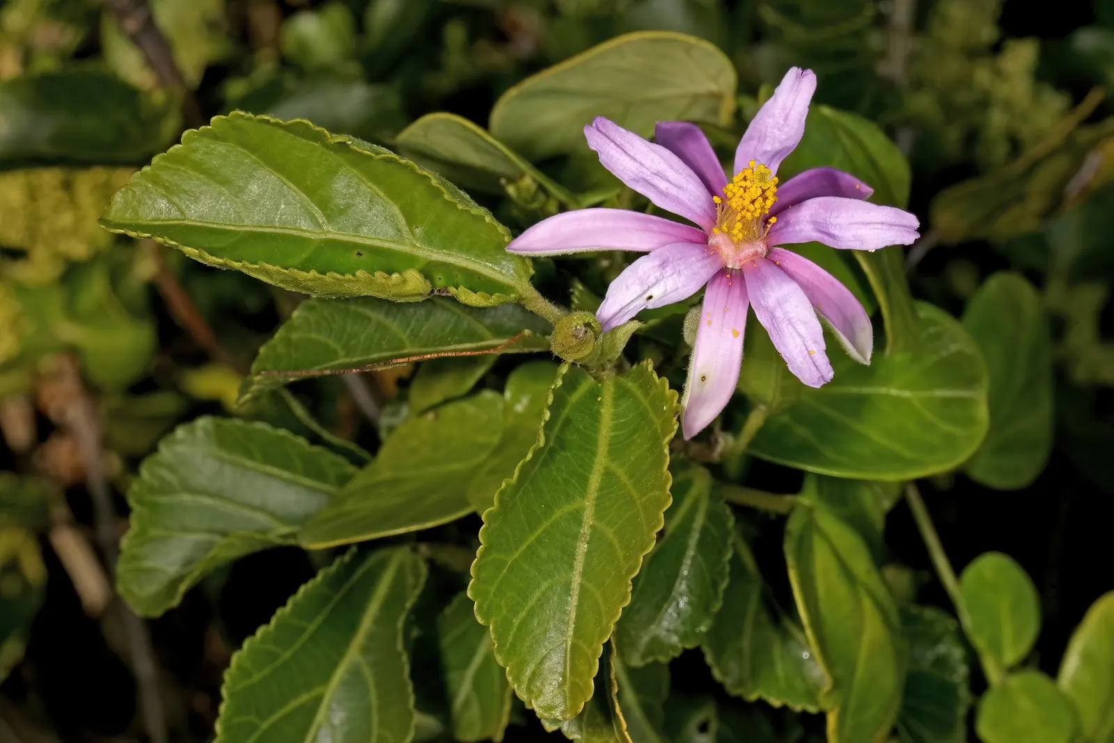 Lavender Starflower (Grewia Occidentalis) — lavender flowers in the garden