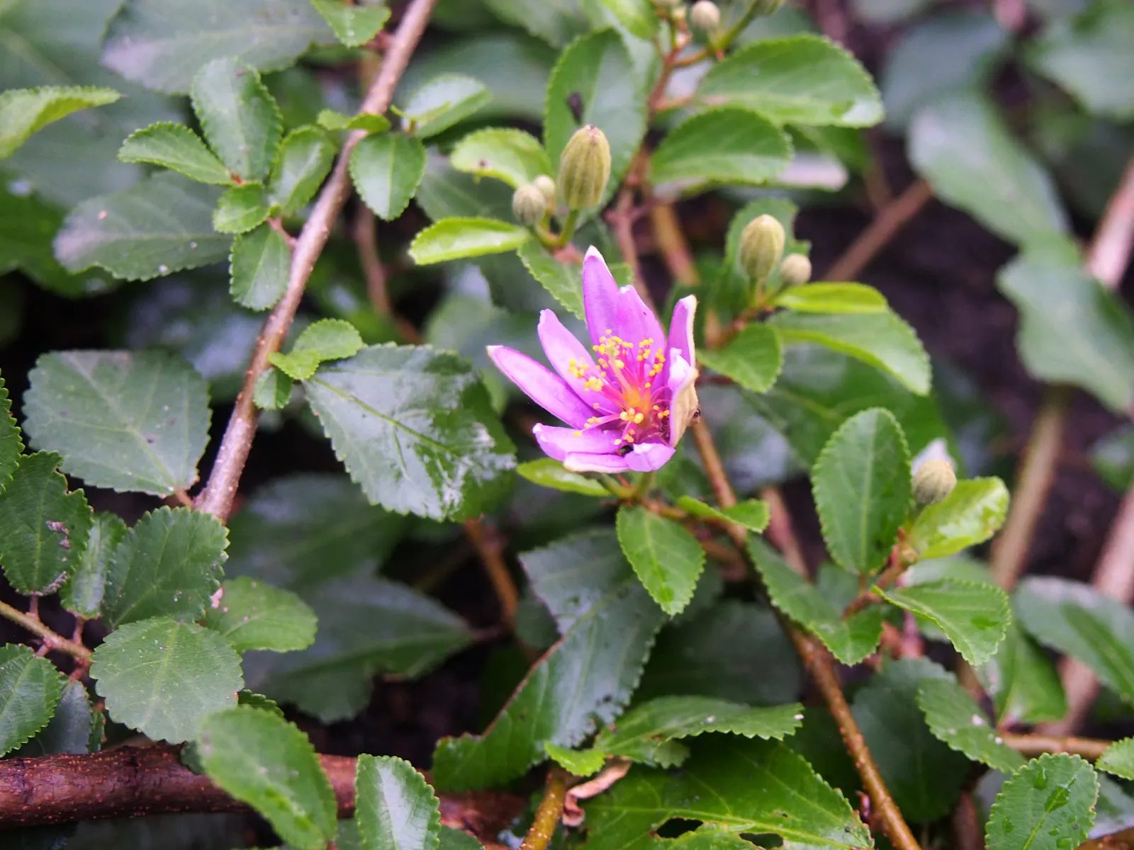 Lavender Starflower (Grewia Occidentalis) — While it thrives in full sun to partial shade, it requires well-drained soil for optimal growth