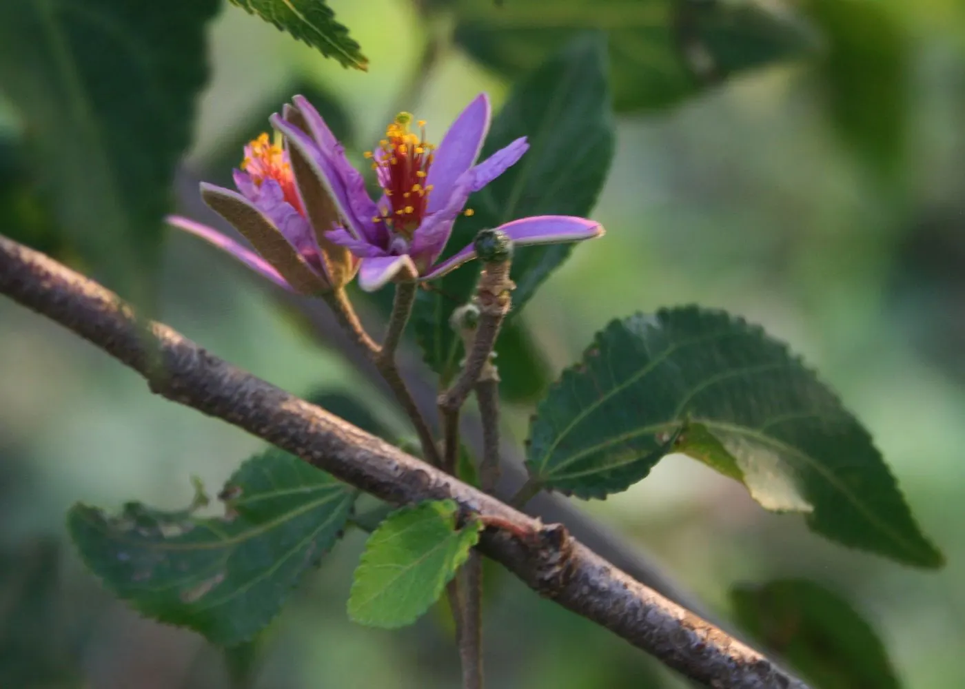 Lavender Starflower (Grewia Occidentalis) — star-shaped flowers in a soft lavender hue; the Lavender Starflower offers a manageable size suitable for a variety