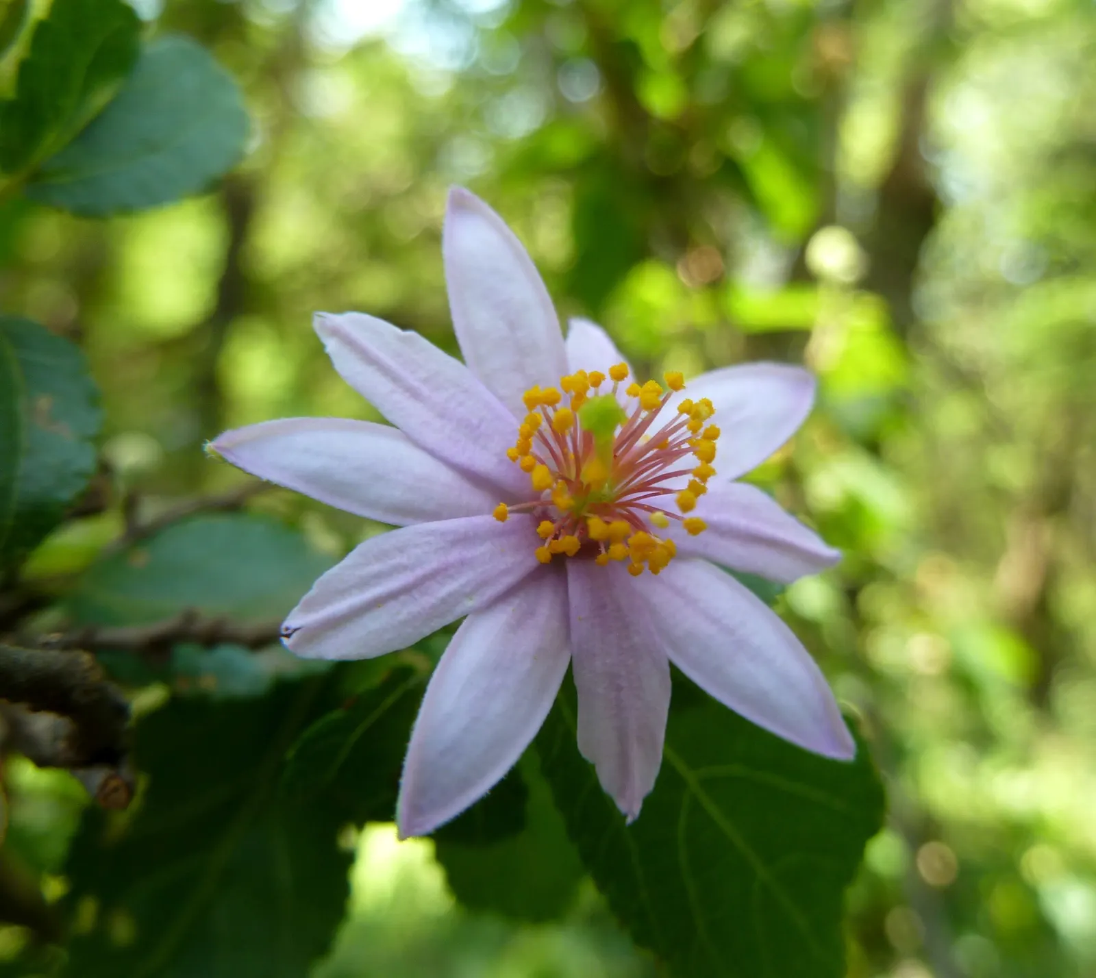 Lavender Starflower (Grewia Occidentalis) — shrub with lavender blooms; while it thrives in full sun to partial shade, it requires well-drained soil for
