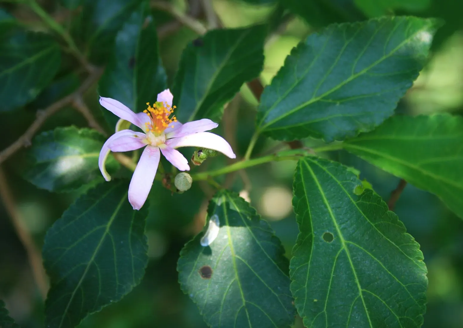 Lavender Starflower (Grewia Occidentalis) — enriching the biodiversity of the garden while requiring minimal maintenance; incorporating the Lavender Starflower
