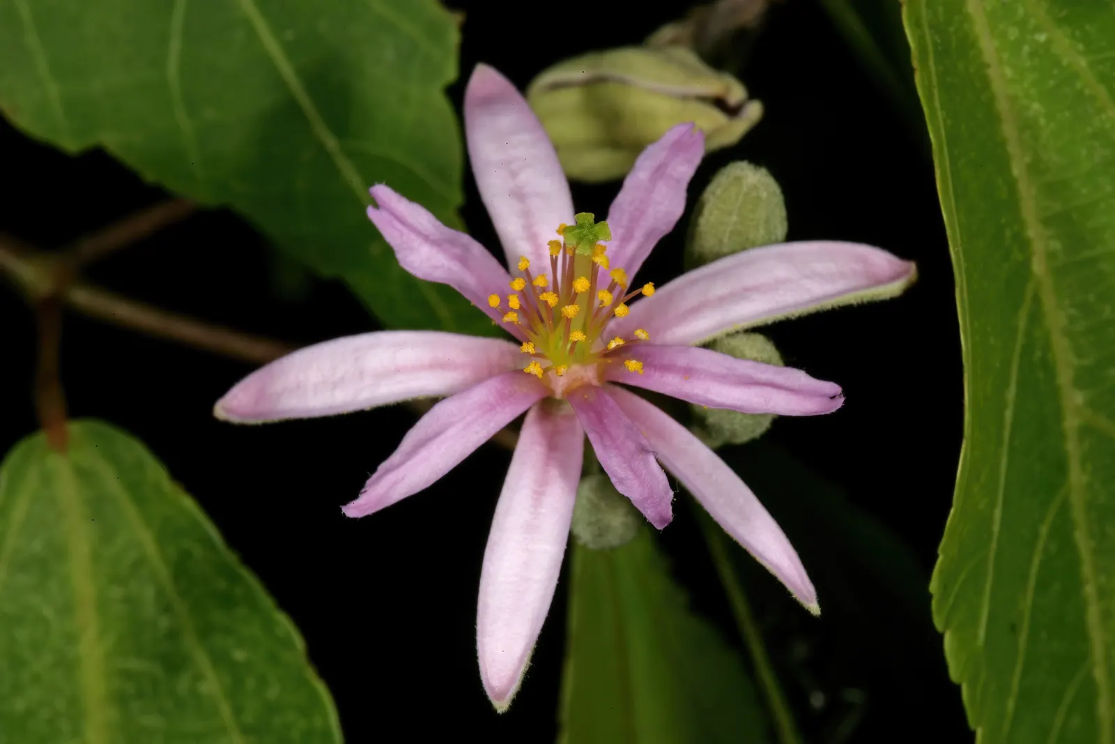 Lavender Starflower (Grewia Occidentalis) — lavender-hued flowers that bloom profusely through spring and summer; but for best blooming results