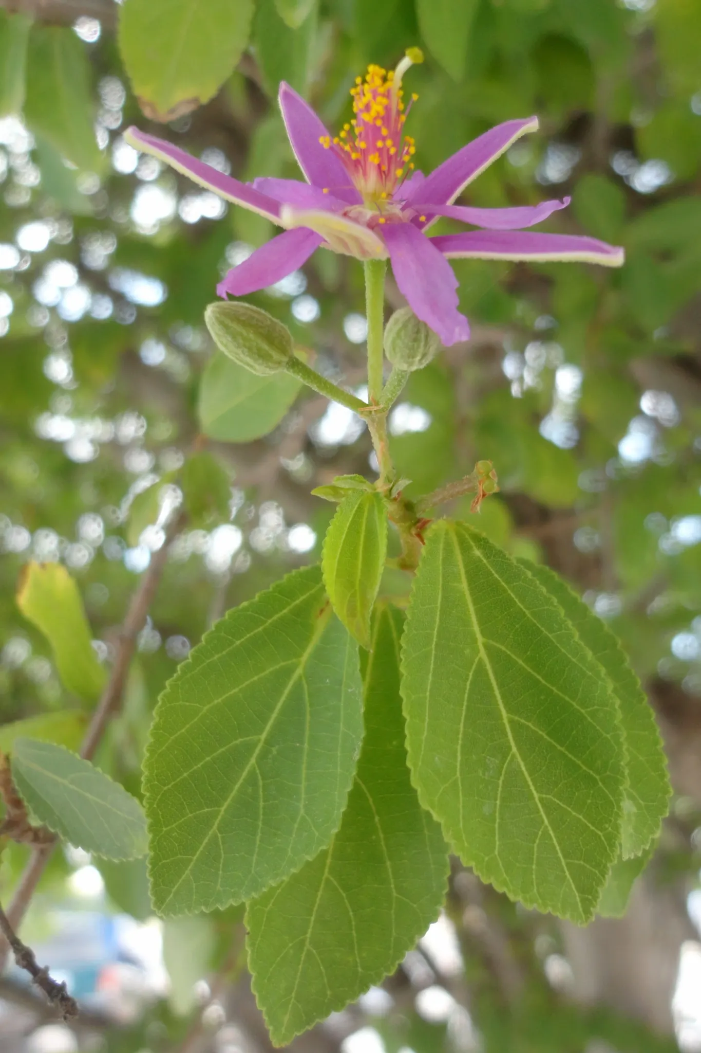 Lavender Starflower (Grewia Occidentalis) — It can be trained as a small tree, espaliered against a wall, or grown as a border plant in garden beds