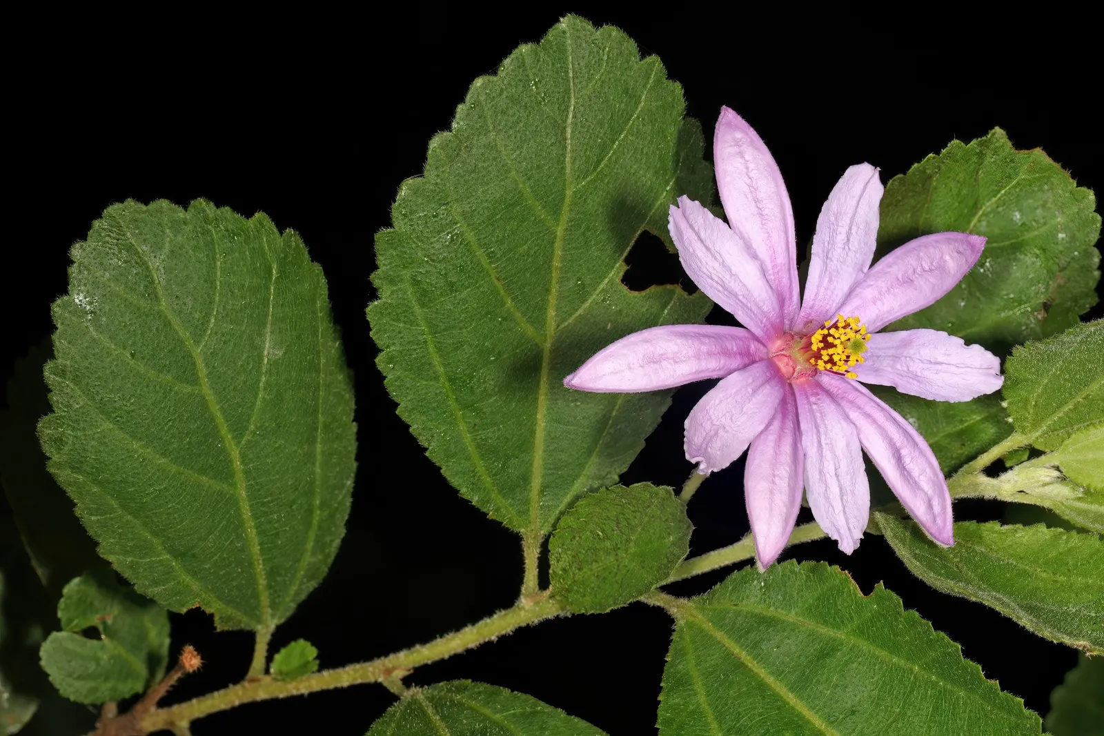 Lavender Starflower (Grewia Occidentalis) — The Lavender Starflower (Grewia occidentalis) is a charming shrub, growing 6-10 feet tall and wide