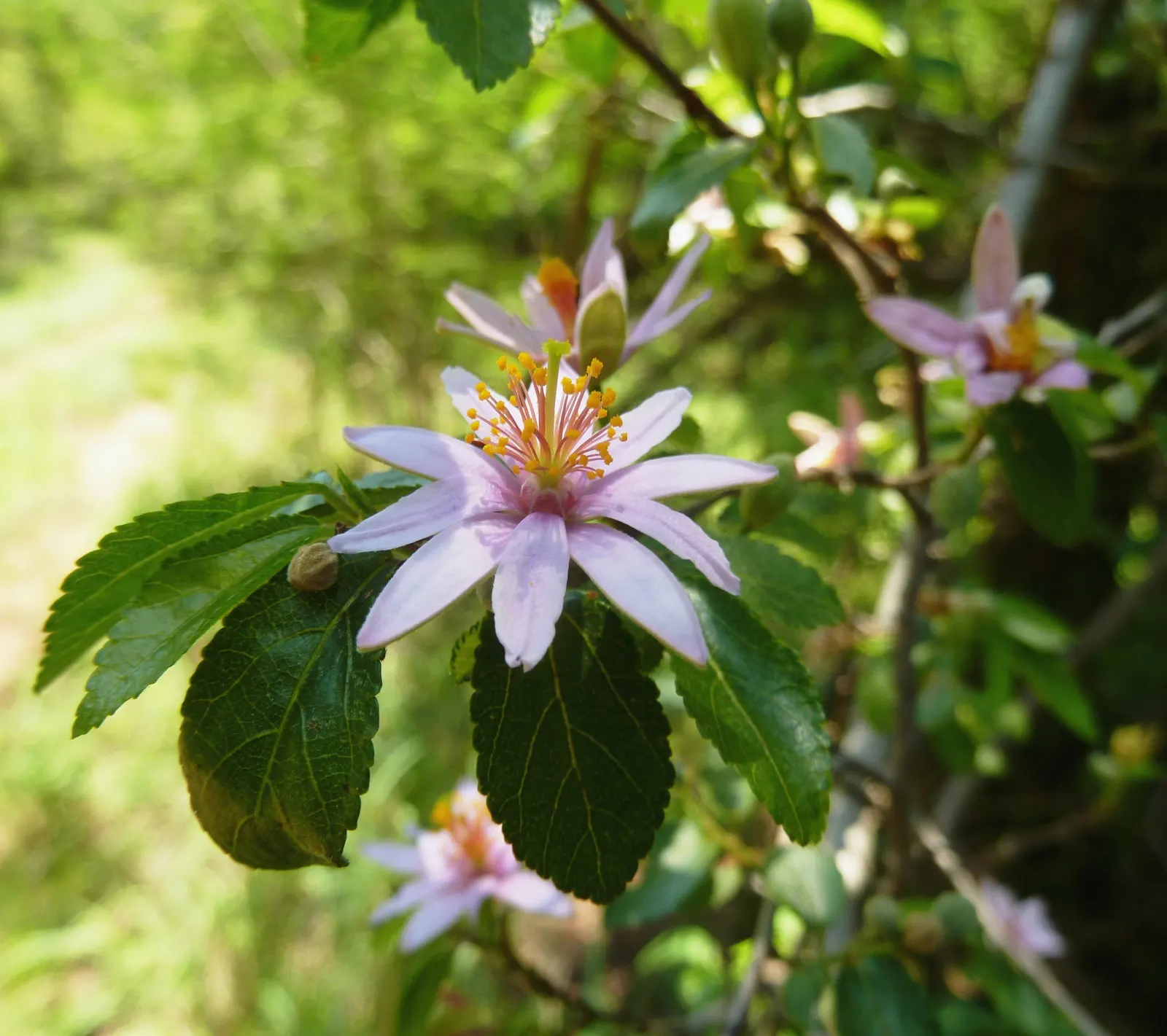 Lavender Starflower (Grewia Occidentalis) — lavender flowers in the garden; native to the southern regions of Africa