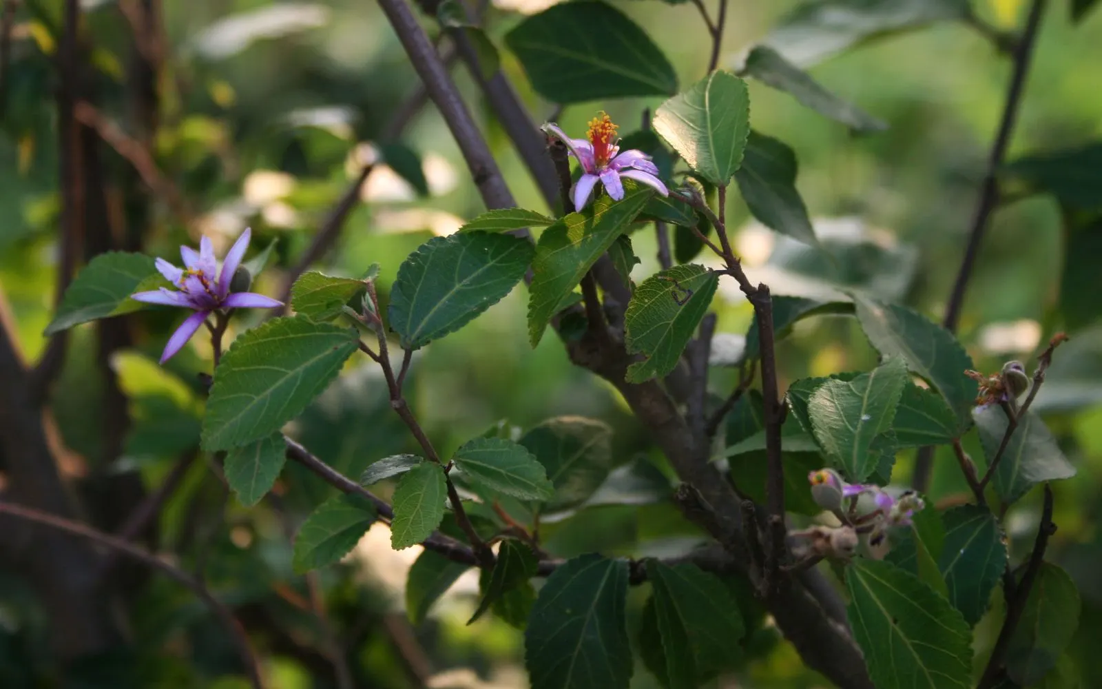 Lavender Starflower (Grewia Occidentalis) — is a versatile and ornamental shrub that promises to add both beauty and texture to your landscape, image 32