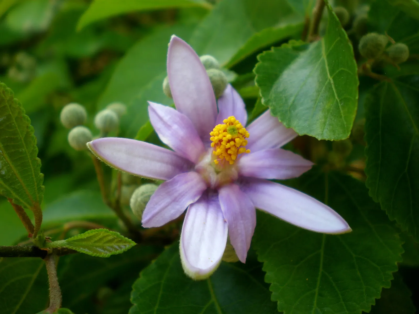 Lavender Starflower (Grewia Occidentalis) — enriching the biodiversity of the garden while requiring minimal maintenance