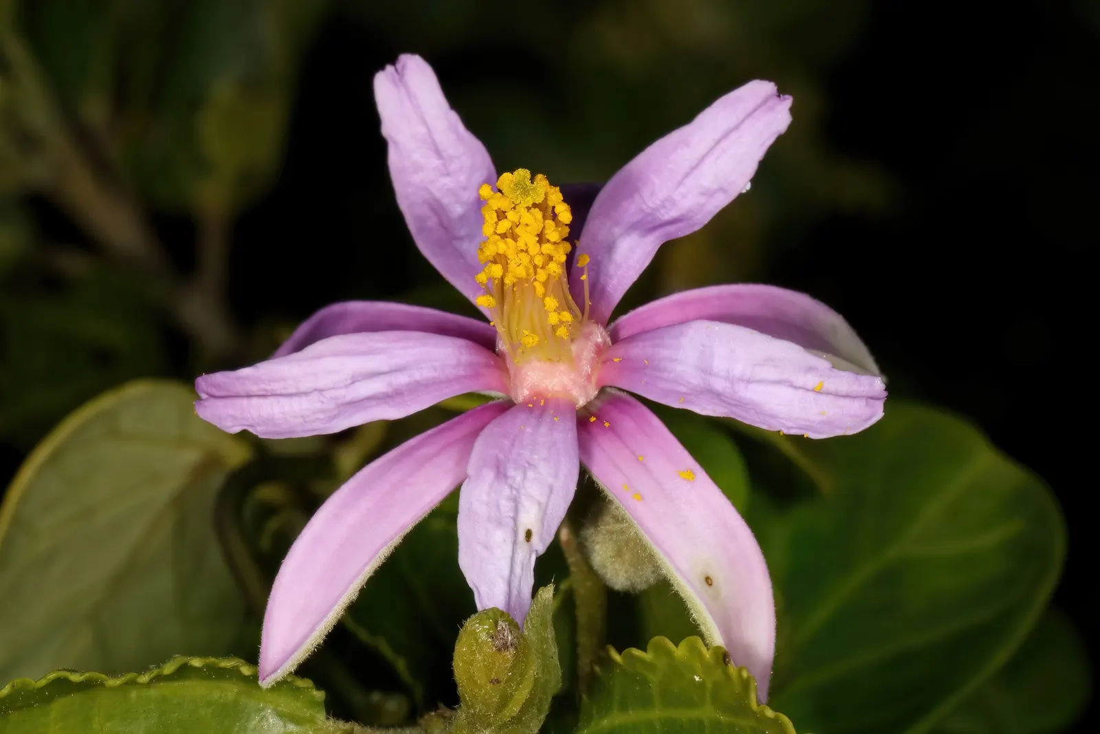Lavender Starflower (Grewia Occidentalis) — The Lavender Starflower (Grewia occidentalis) is a charming shrub, growing 6-10 feet tall and wide; its lush green