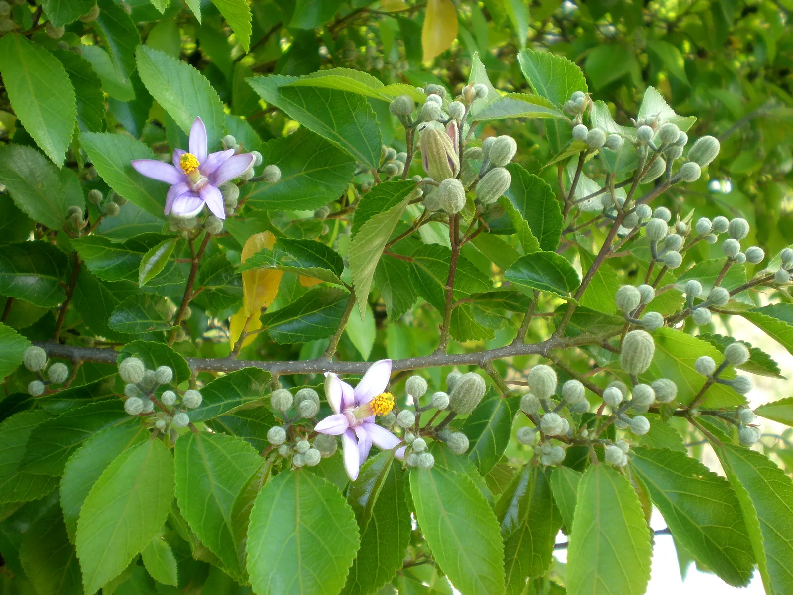 Lavender Starflower (Grewia Occidentalis) — shrub with lavender blooms