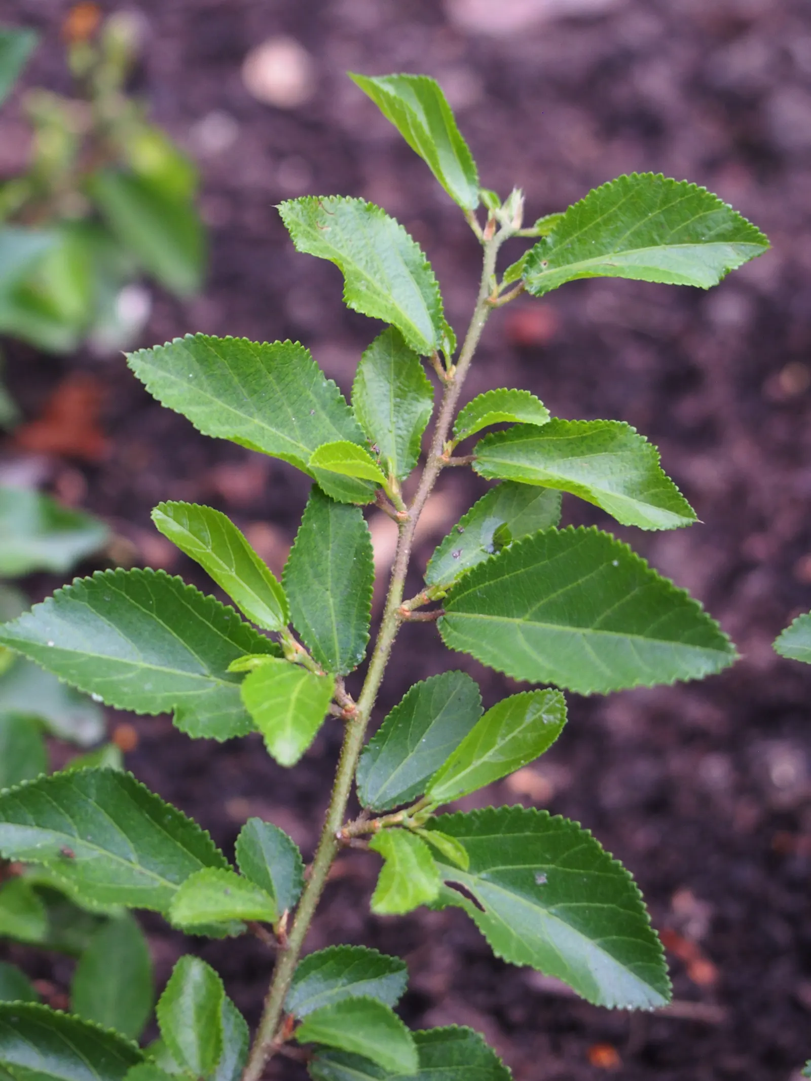 Lavender Starflower (Grewia Occidentalis) — incorporating the Lavender Starflower will not disappoint