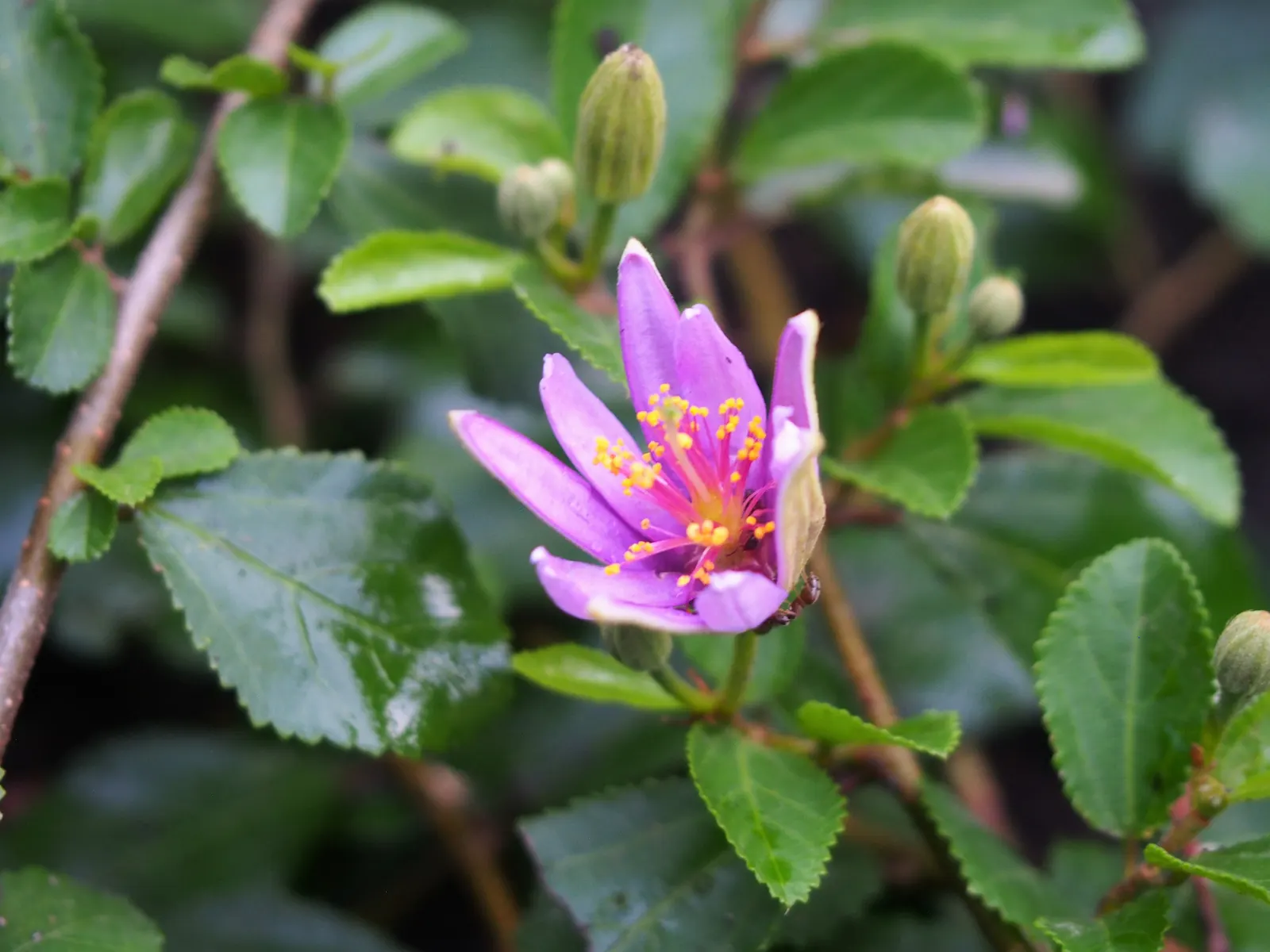 Lavender Starflower (Grewia Occidentalis) — The Lavender Starflower is drought-tolerant once established