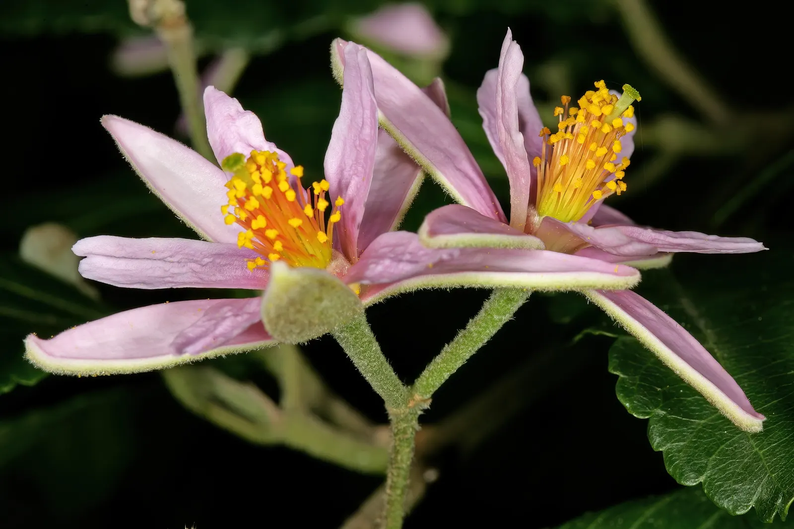 Lavender Starflower (Grewia Occidentalis) — It can be trained as a small tree, espaliered against a wall, or grown as a border plant in garden beds; with the
