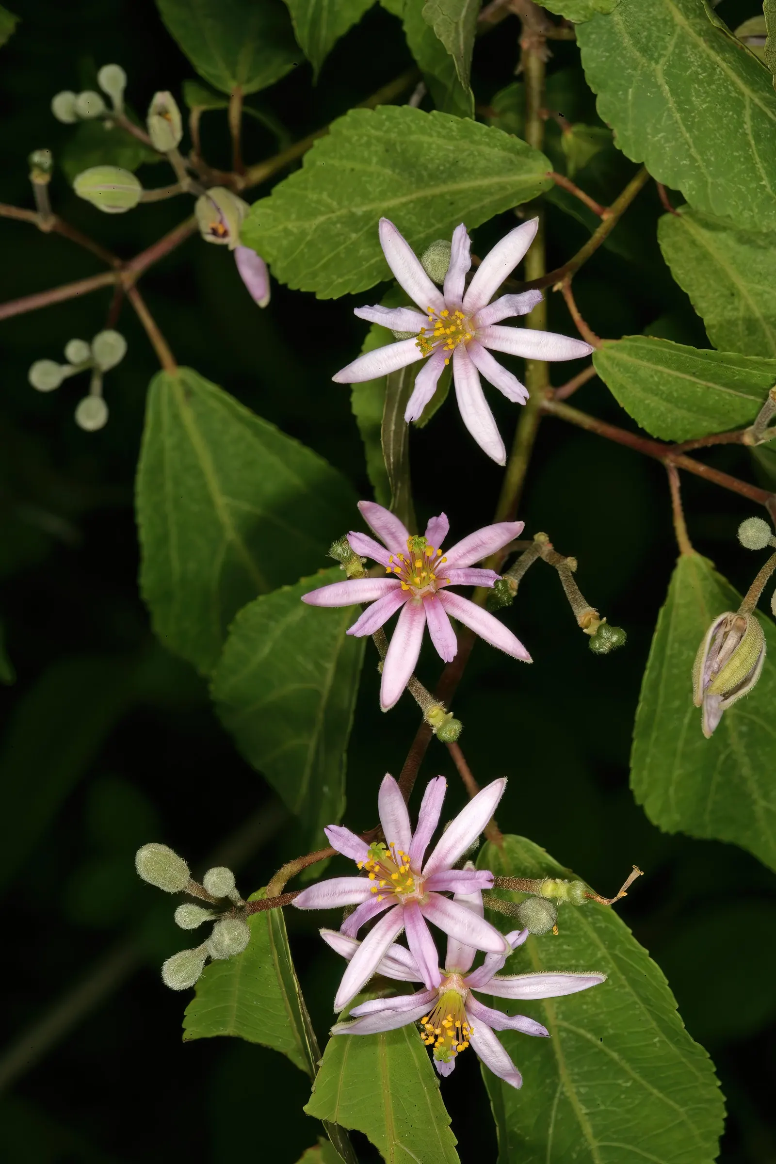 Lavender Starflower (Grewia Occidentalis) — incorporating the Lavender Starflower will not disappoint; thrives in full sun to partial shade, with moderate
