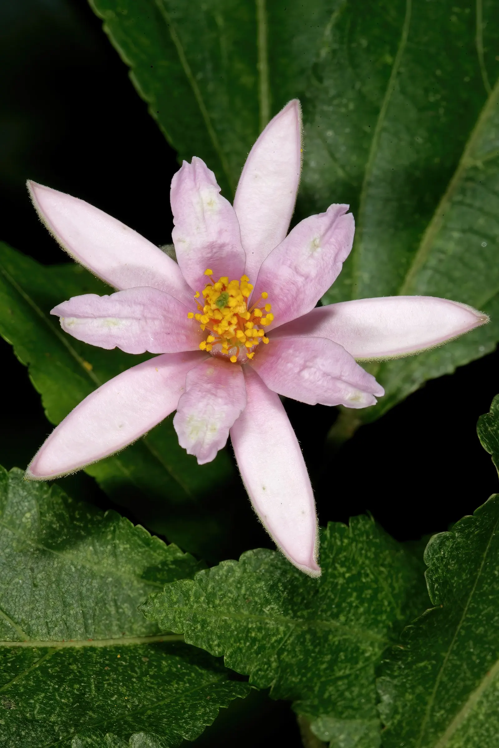 Lavender Starflower (Grewia Occidentalis) — native to the southern regions of Africa; blooming profusely from late spring to early fall