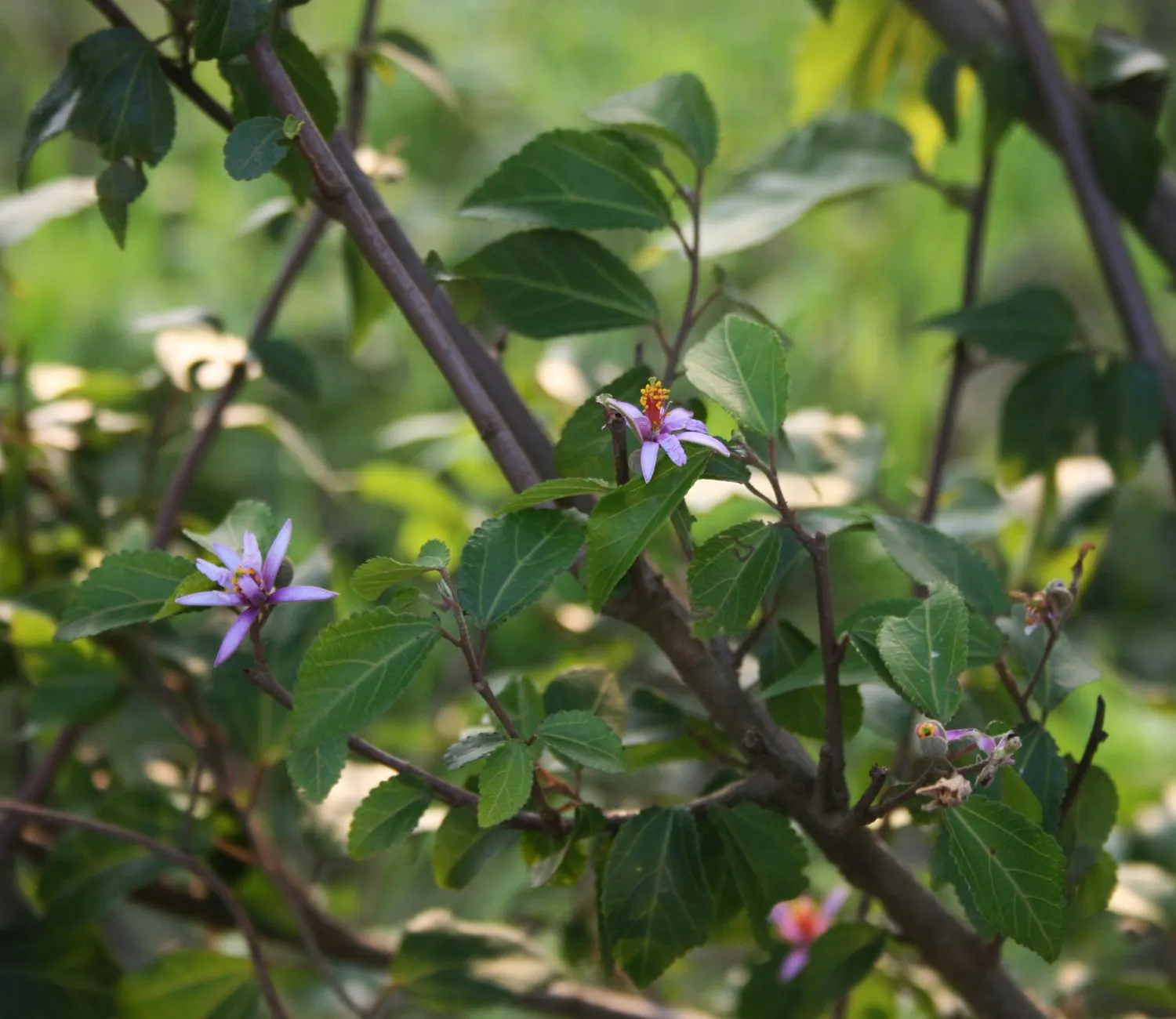 Lavender Starflower (Grewia Occidentalis) — Its lush green foliage offers a dense, rounded habit, ideal for informal hedges; shrub for full