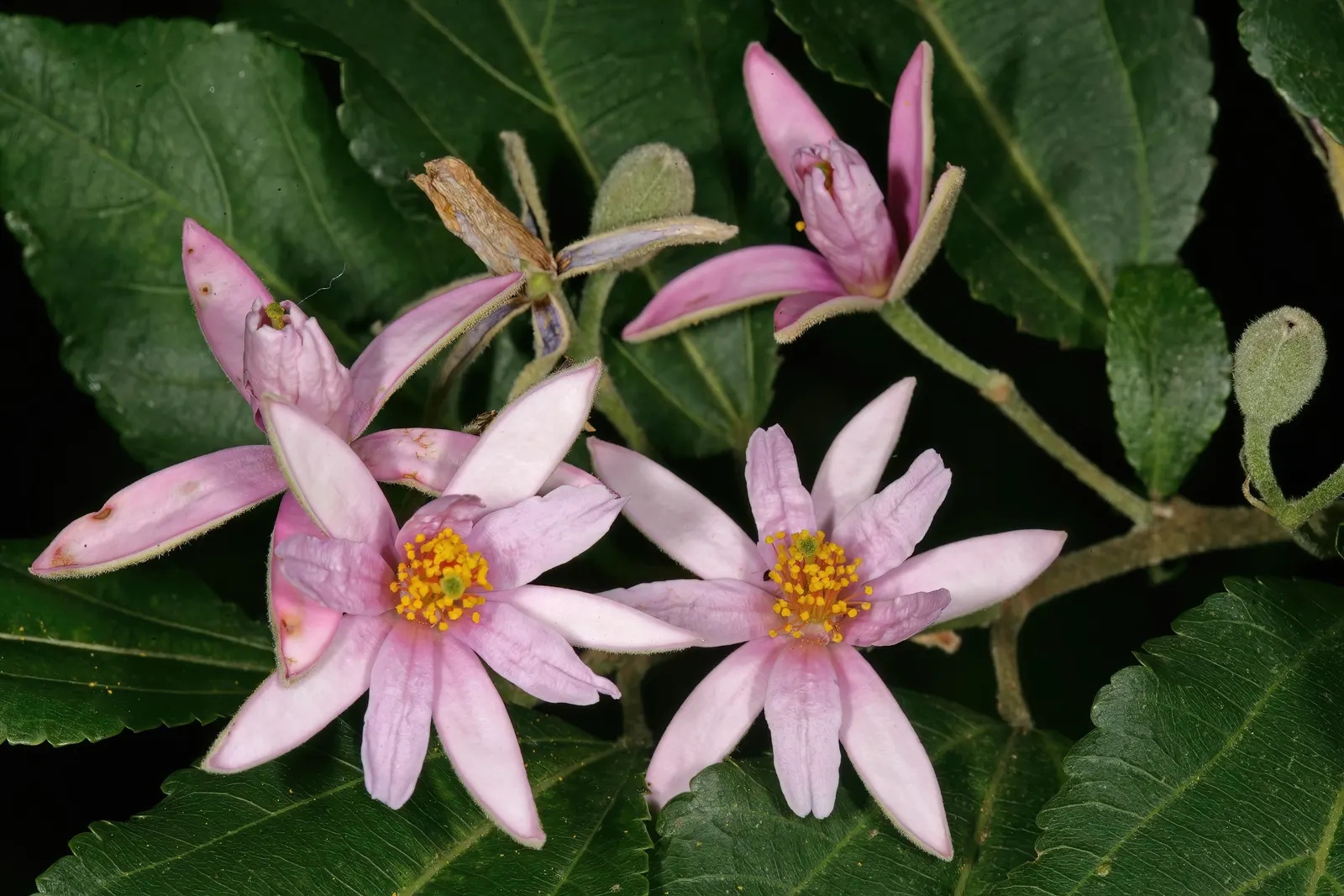 Lavender Starflower (Grewia Occidentalis) — The Lavender Starflower is drought-tolerant once established; is famed for its star-shaped