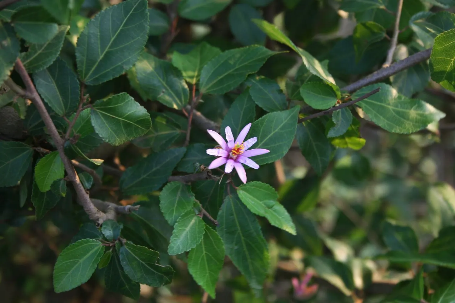 Lavender Starflower (Grewia Occidentalis) — with the botanical name Grewia occidentalis; green backdrop for the delicate flush of purple blossoms