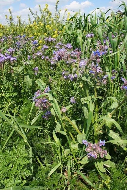 Lavender Starflower (Grewia Occidentalis) — but for best blooming results; the Lavender Starflower is drought-tolerant once established, image 67
