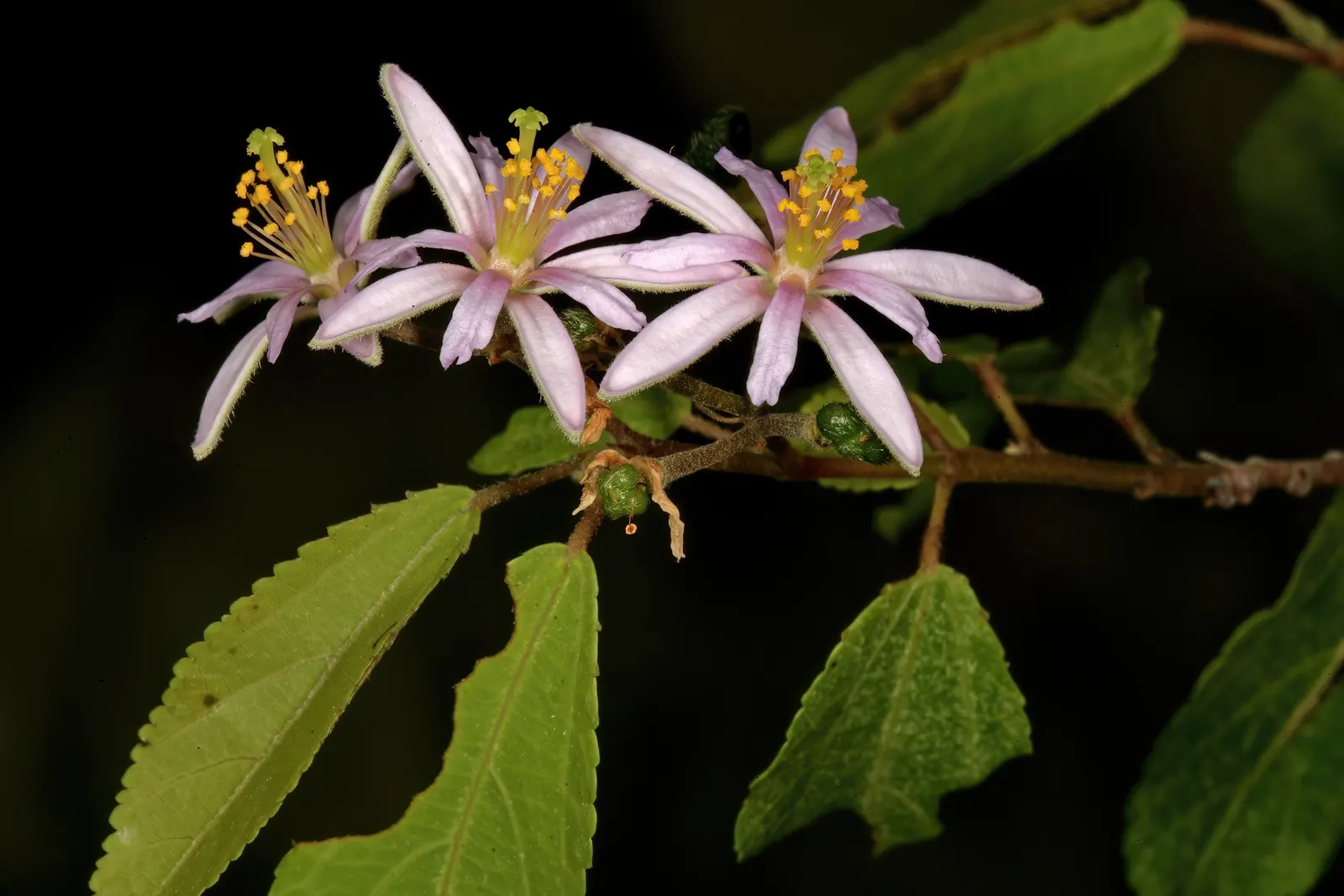 Lavender Starflower (Grewia Occidentalis) — the Lavender Starflower offers a manageable size suitable for a variety of garden applications; shrub with lavender