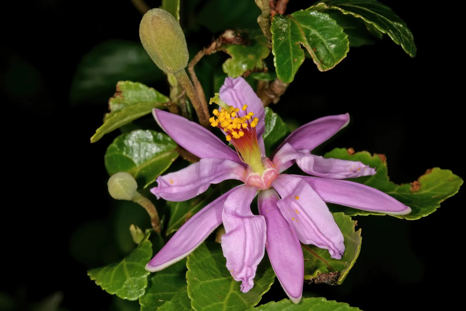 Lavender Starflower (Grewia Occidentalis) — regular watering is recommended.<br><br>For a touch of vibrant color and texture in your client's garden; lavender