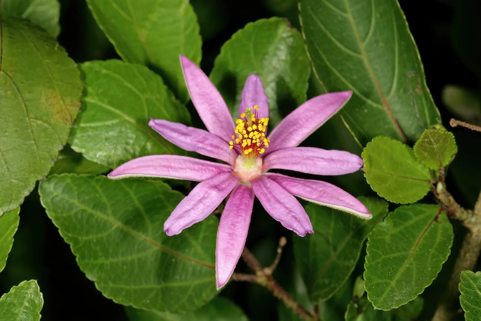 Lavender Starflower (Grewia Occidentalis) — shrub for full