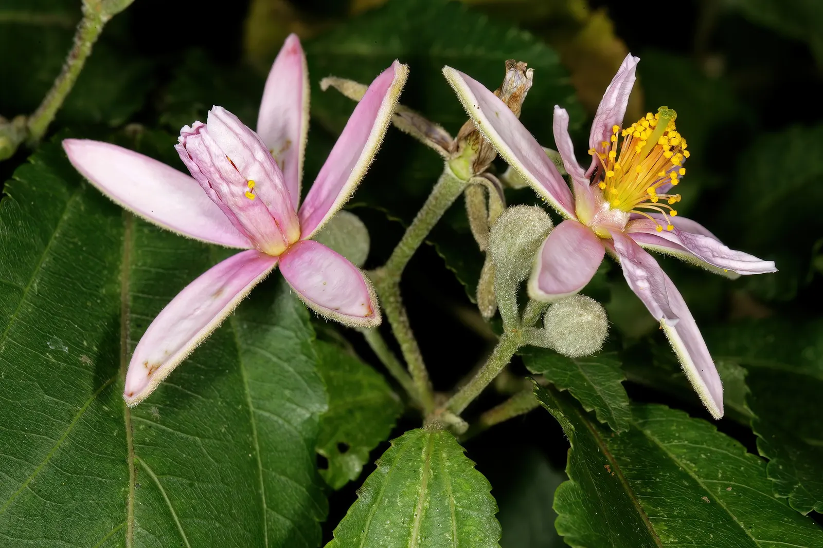 Lavender Starflower (Grewia Occidentalis) — is famed for its star-shaped; lavender-hued flowers that bloom profusely through spring and summer