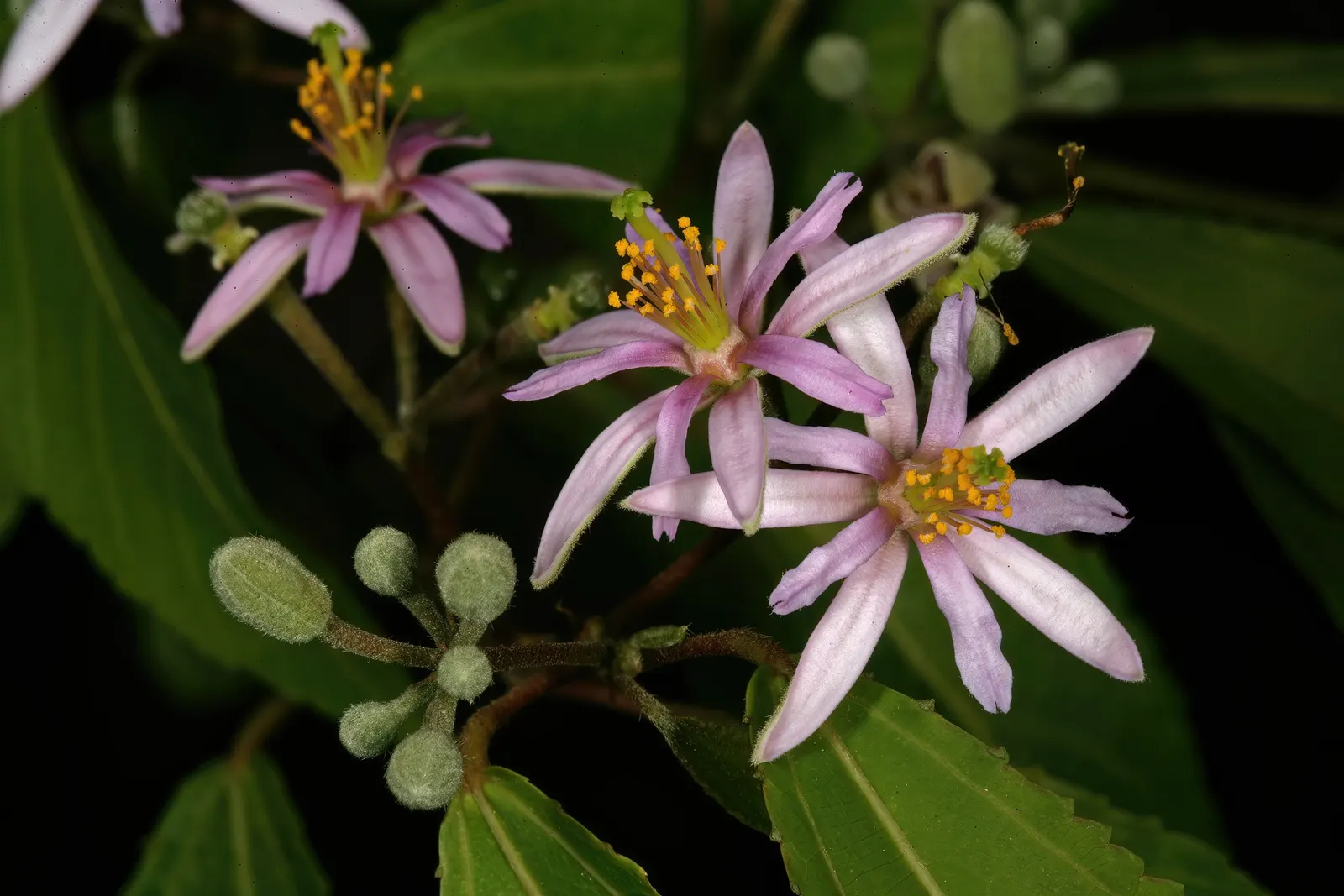 Lavender Starflower (Grewia Occidentalis) — While it thrives in full sun to partial shade, it requires well-drained soil for optimal growth; star-shaped
