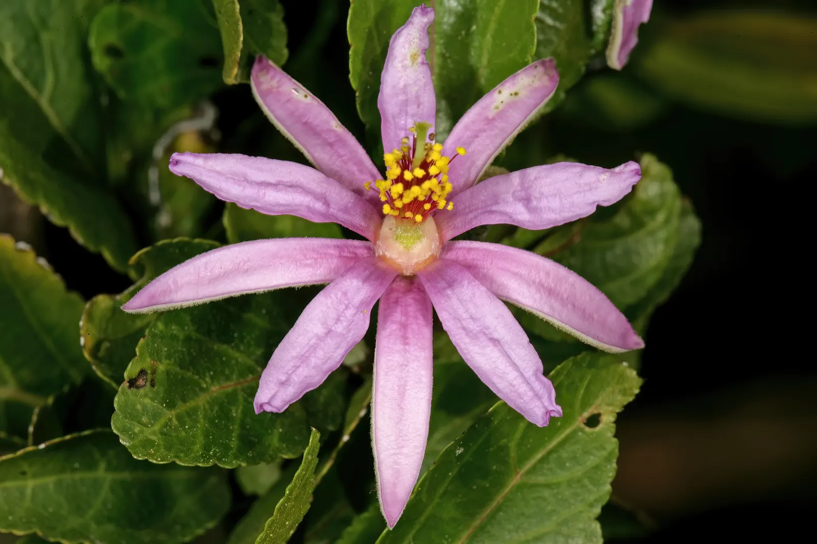 Lavender Starflower (Grewia Occidentalis) — Thrives in full sun to partial shade, with moderate water needs; is a versatile and ornamental shrub that promises