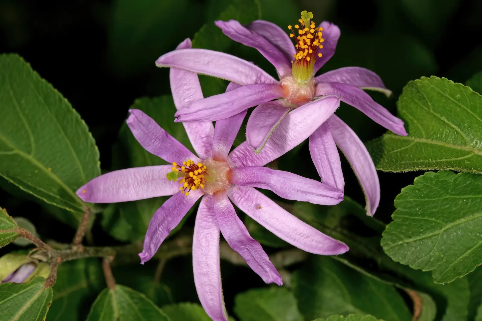 Lavender Starflower (Grewia Occidentalis) — star-shaped flowers in a soft lavender hue