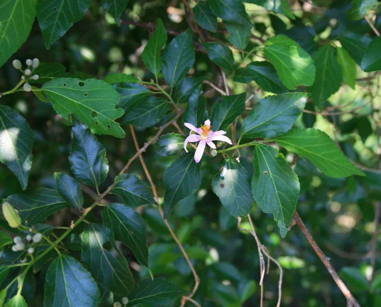 Lavender Starflower (Grewia Occidentalis) — It attracts birds and butterflies; it can be trained as a small tree, espaliered against a wall, or grown as a