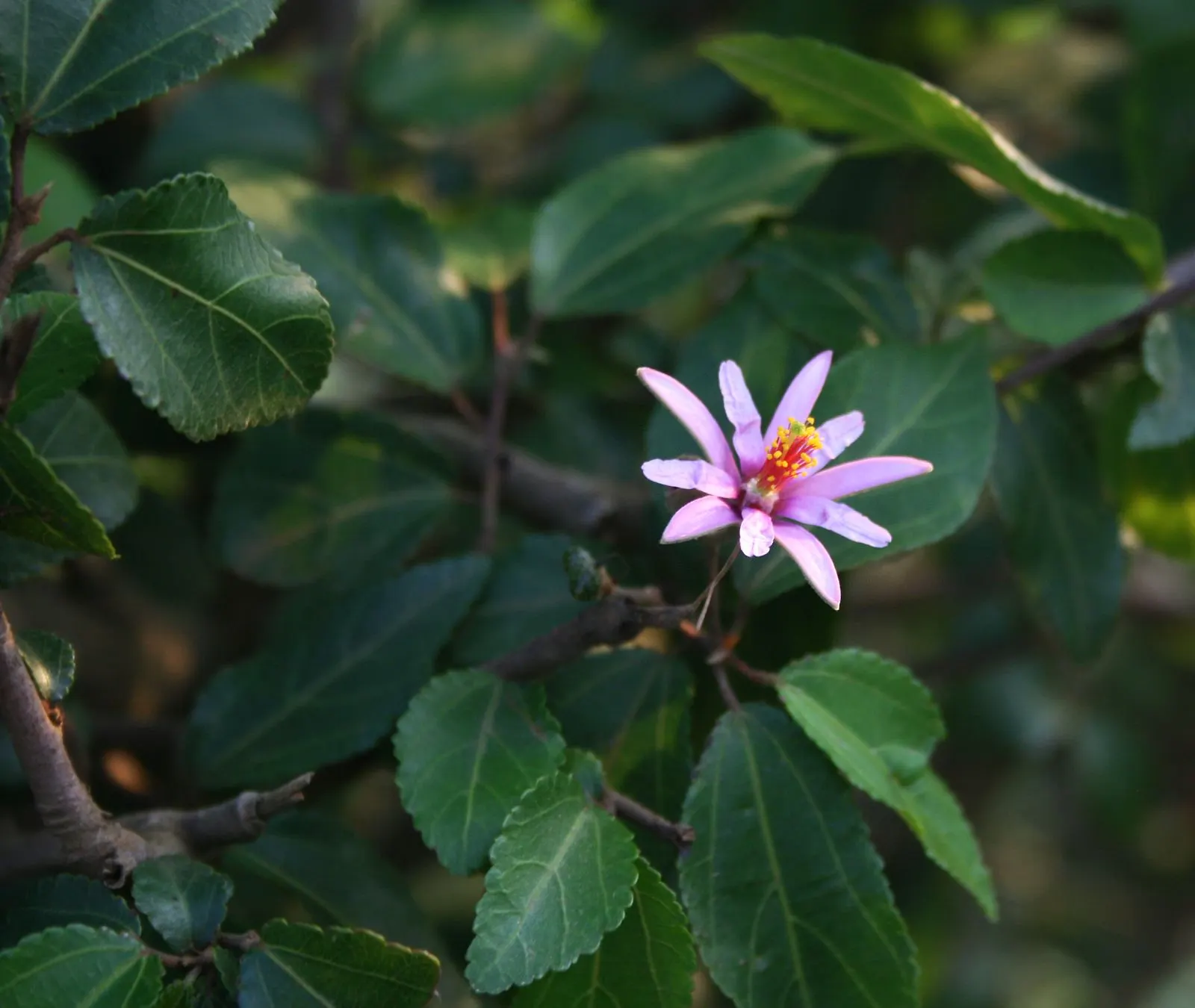 Lavender Starflower (Grewia Occidentalis) — blooming profusely from late spring to early fall; regular watering is recommended.<br><br>For a touch of vibrant