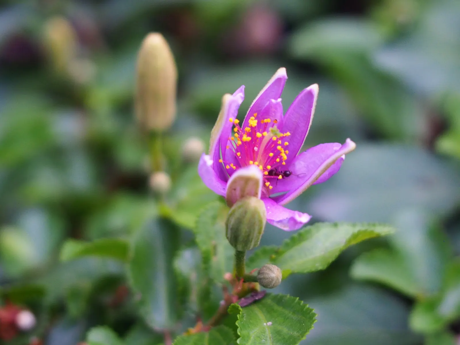 Lavender Starflower (Grewia Occidentalis) — but for best blooming results
