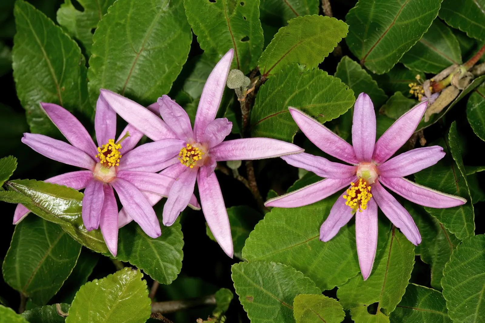 Lavender Starflower (Grewia Occidentalis) — green backdrop for the delicate flush of purple blossoms