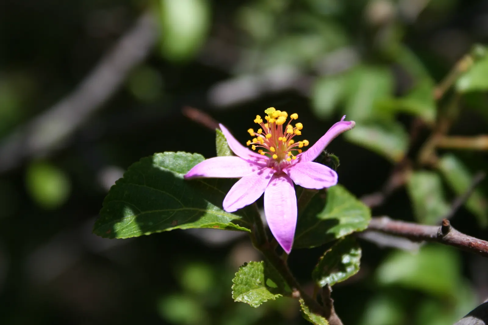 Lavender Starflower (Grewia Occidentalis) — but for best blooming results; the Lavender Starflower is drought-tolerant once established