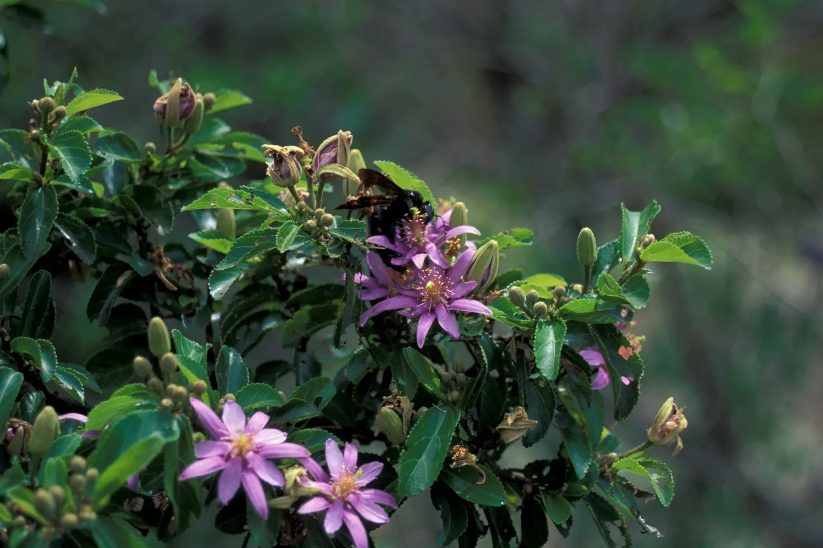Lavender Starflower (Grewia Occidentalis) — green backdrop for the delicate flush of purple blossoms; it attracts birds and butterflies, image 64